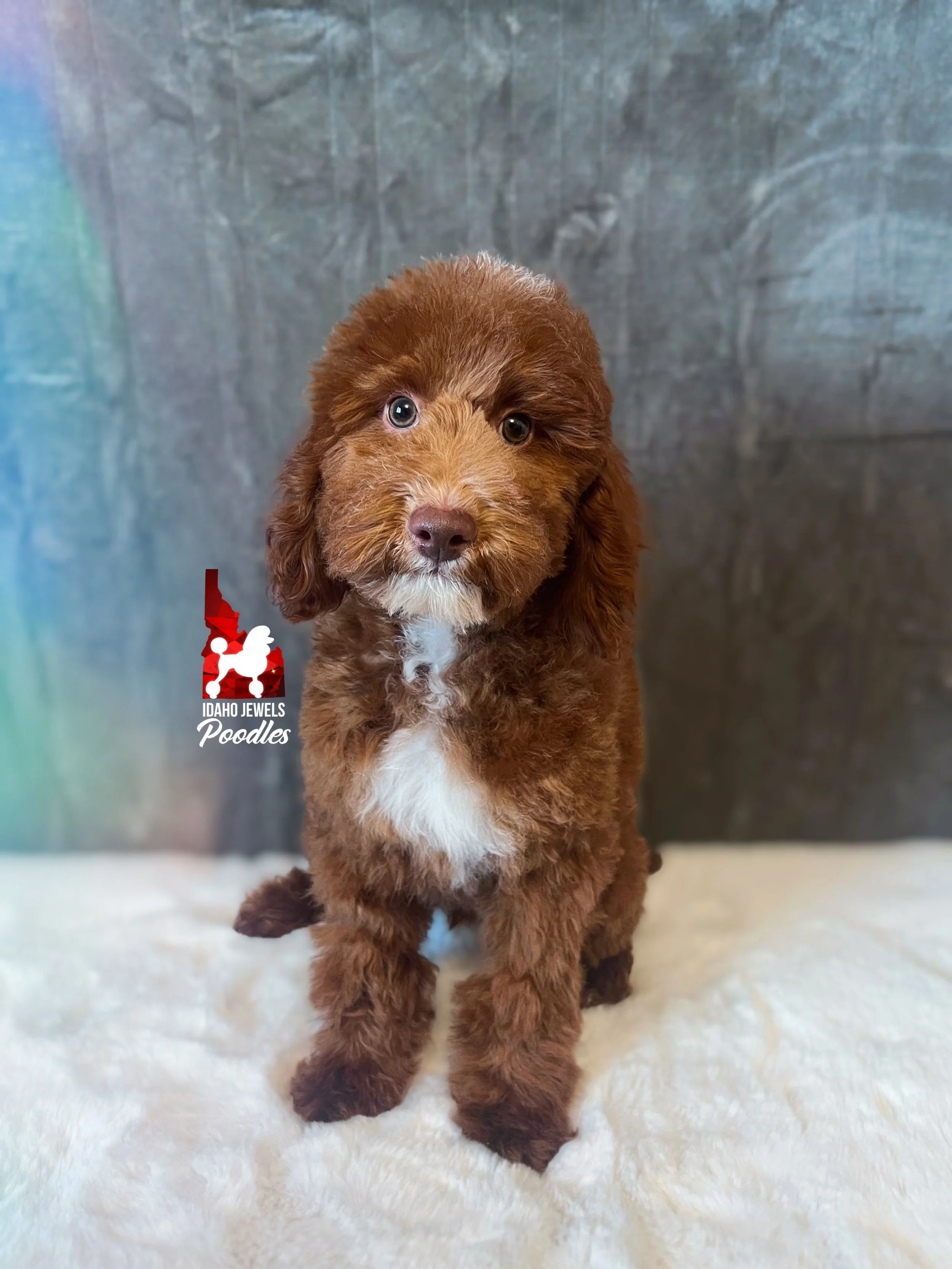 Tommy - 16 wks-2.jpg