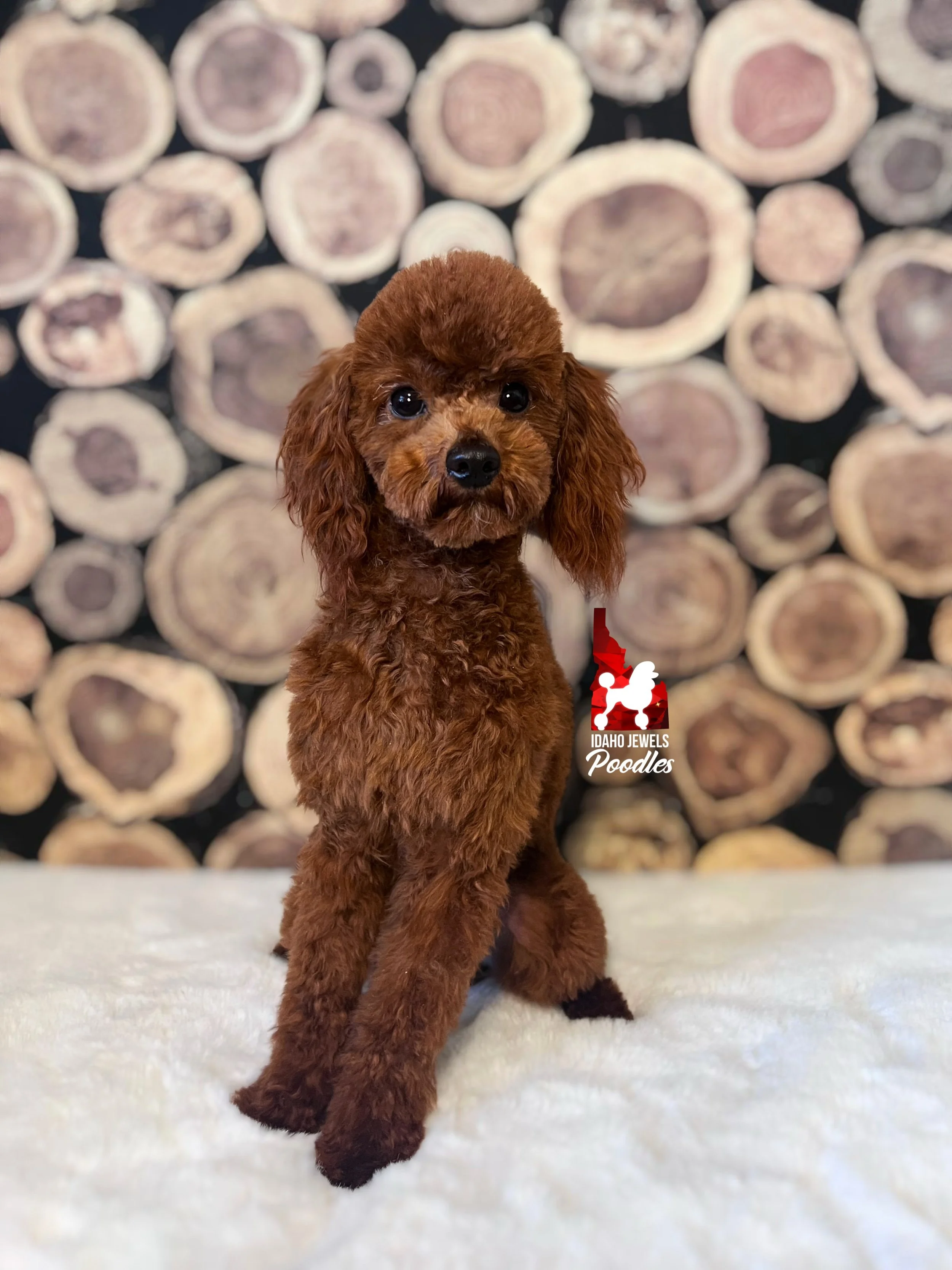 Chili Bean - fluffy face-2.jpg