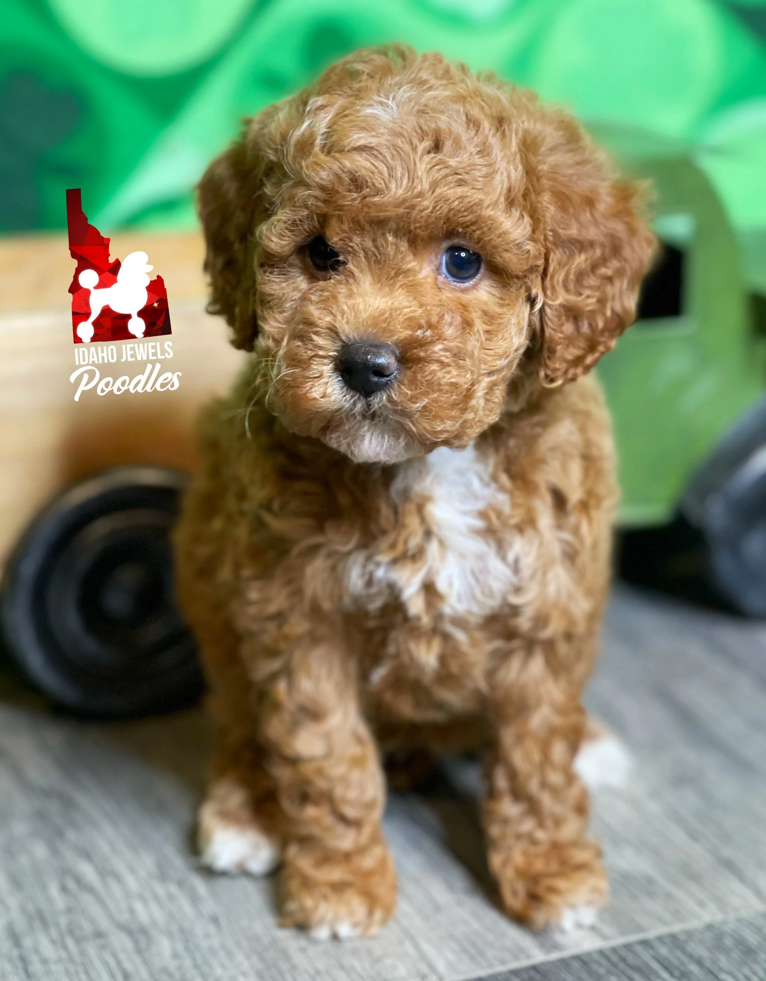 Lily - 6 wks (1).jpg