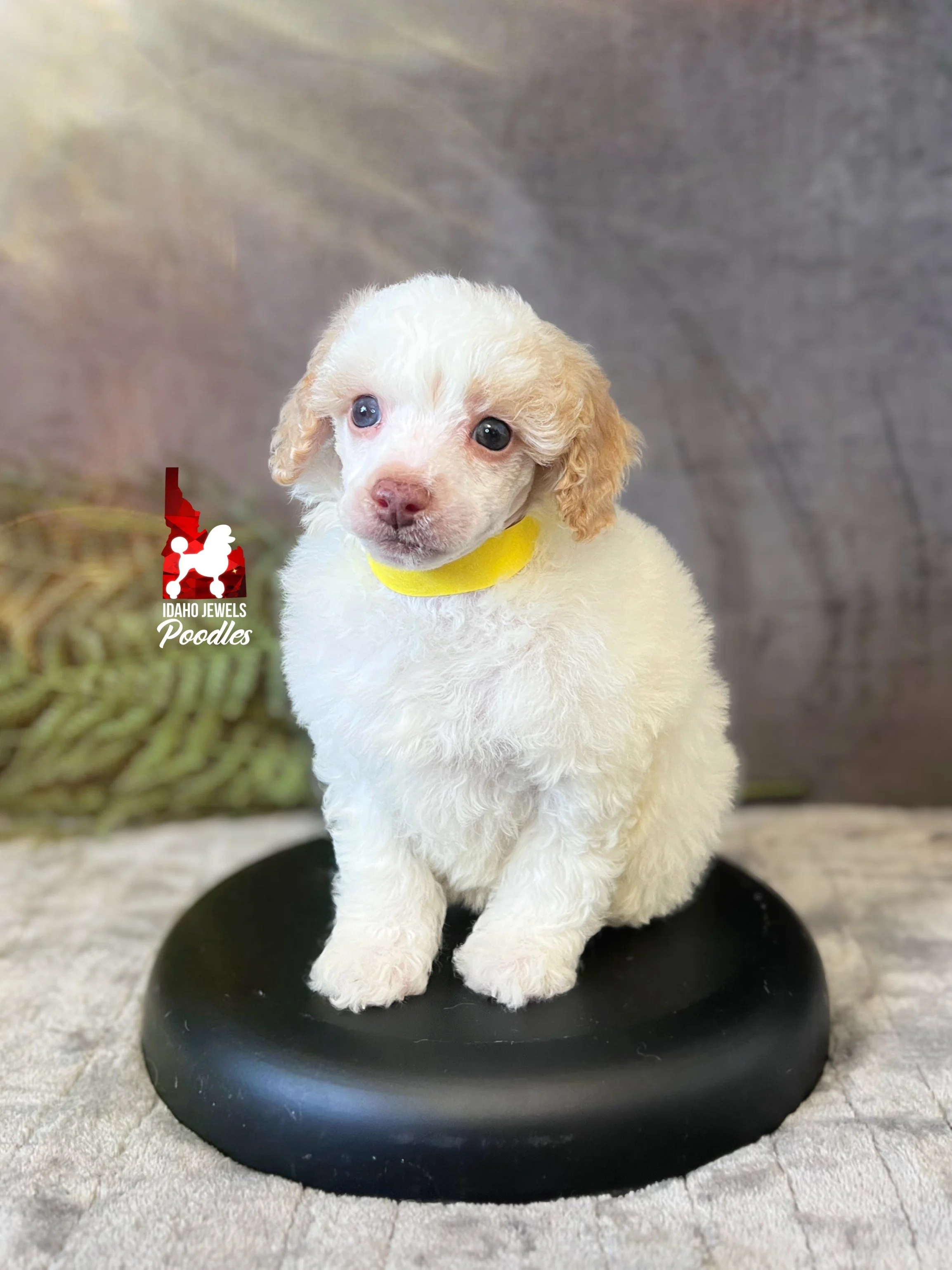 Faye - 6 wks (2).jpg
