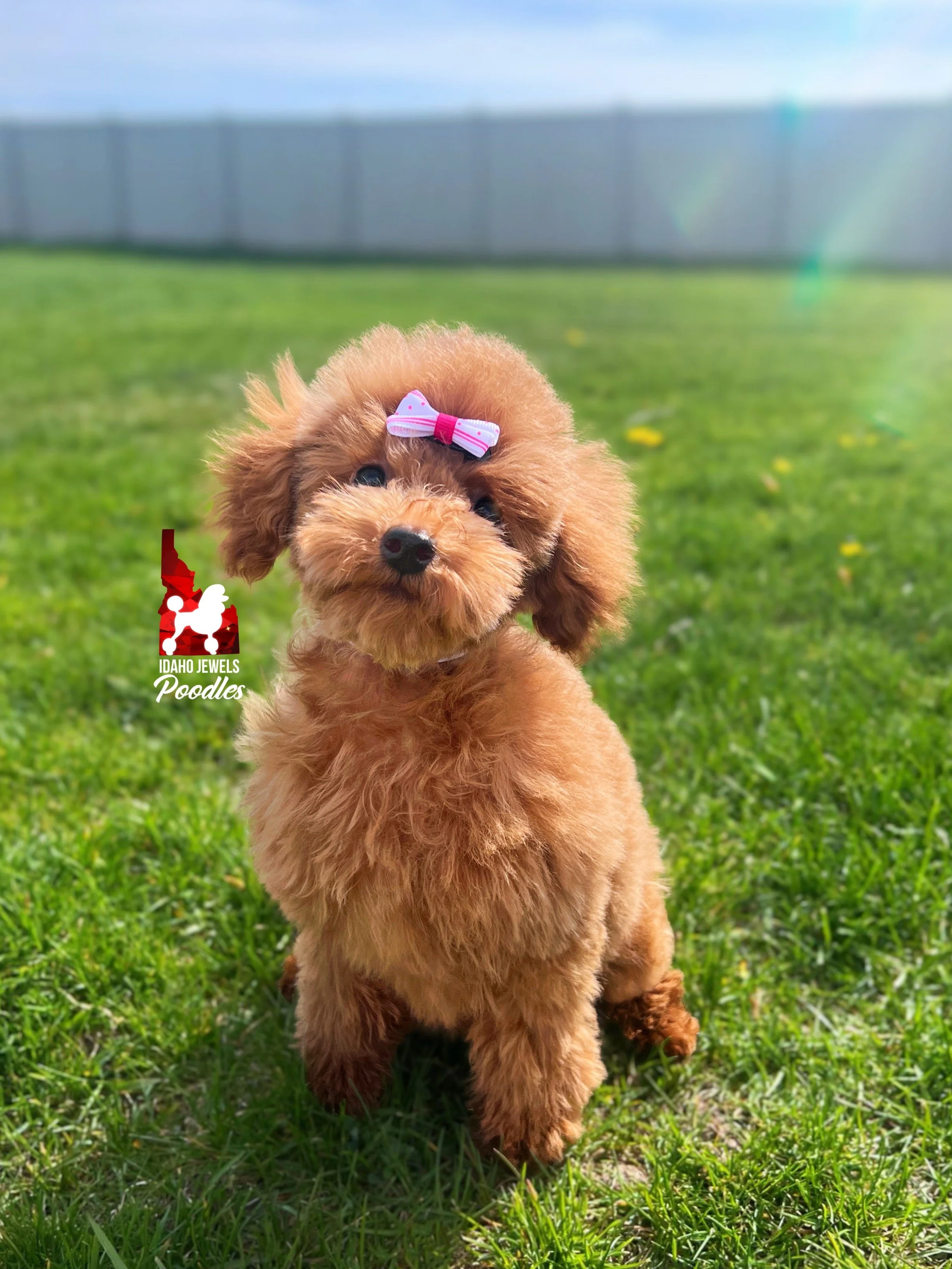 Mist - 16 wks-2.jpg