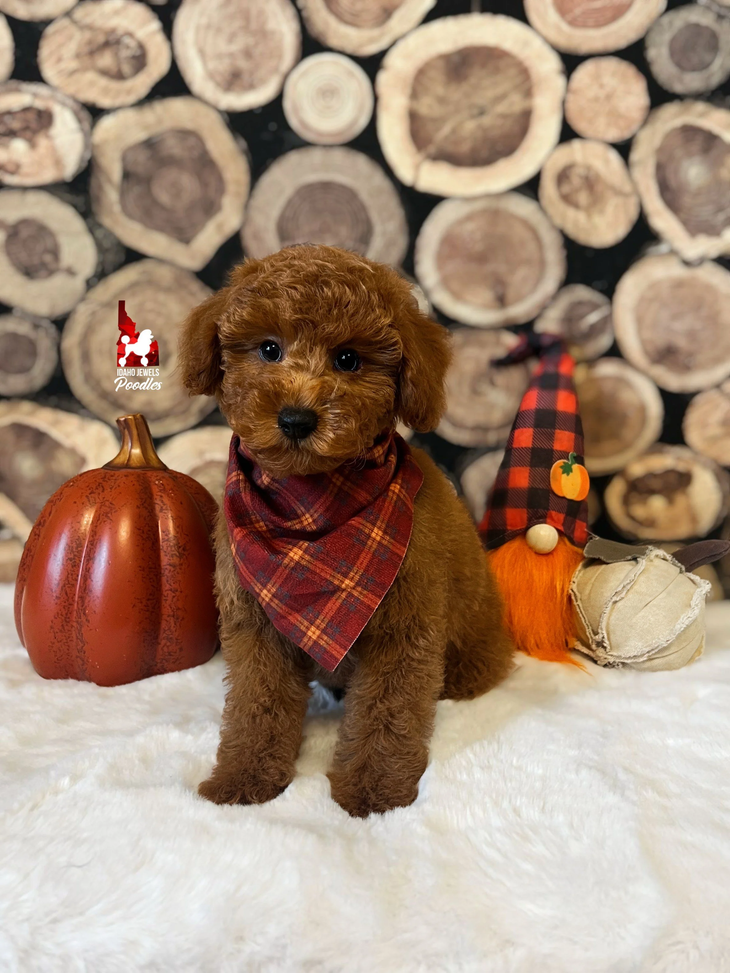Maverick - 10 wks.jpeg