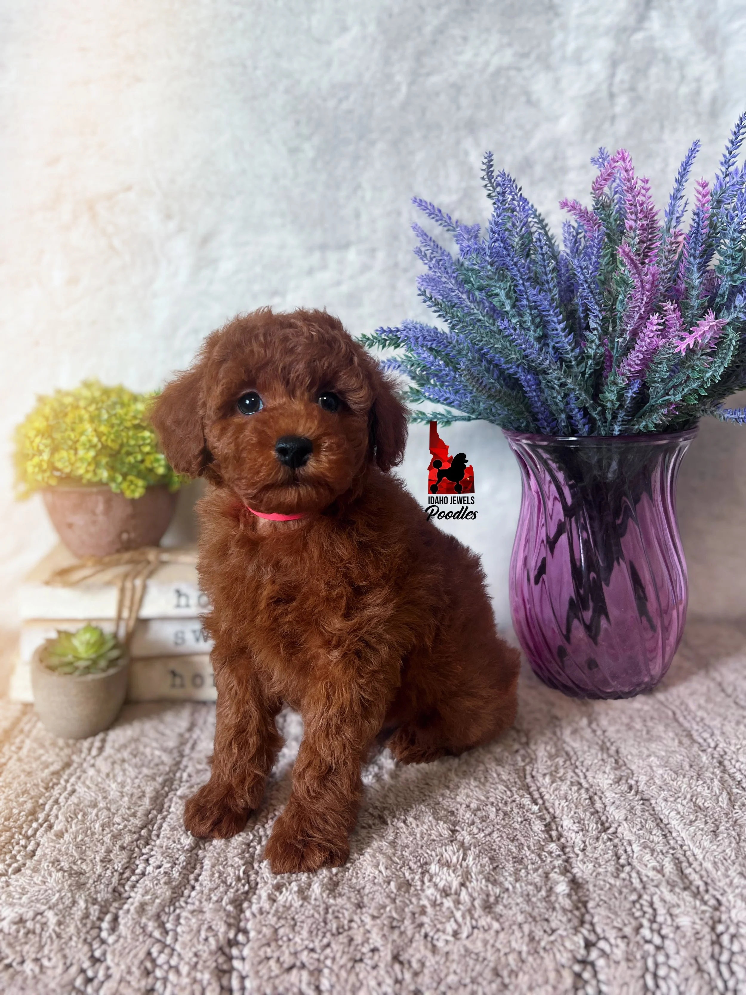 Toffee, Red Small Mini Poodle Boy~ Pet