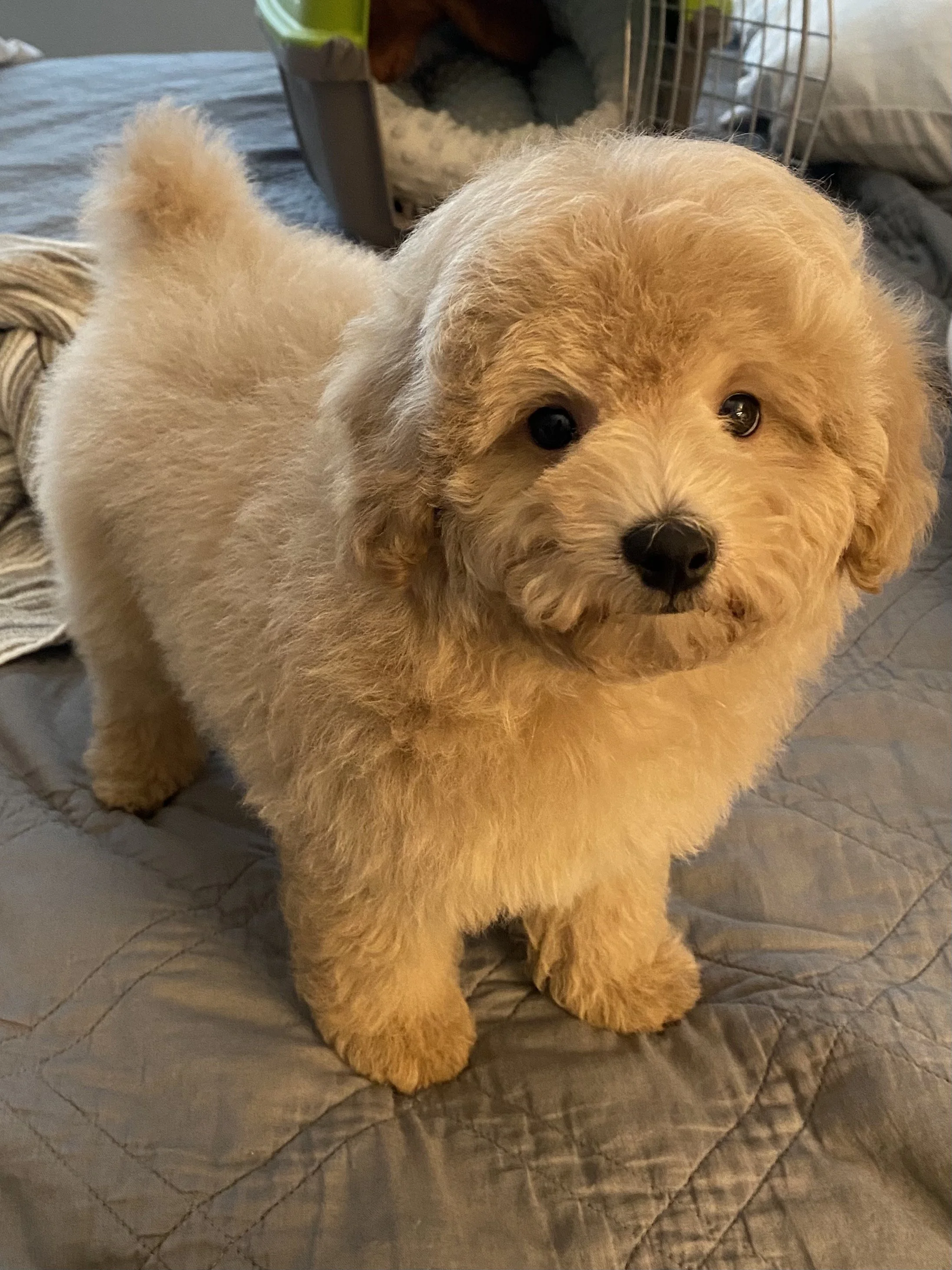 Cheyenne Jax F20 Cedar now owned by Cahoon Family.jpeg