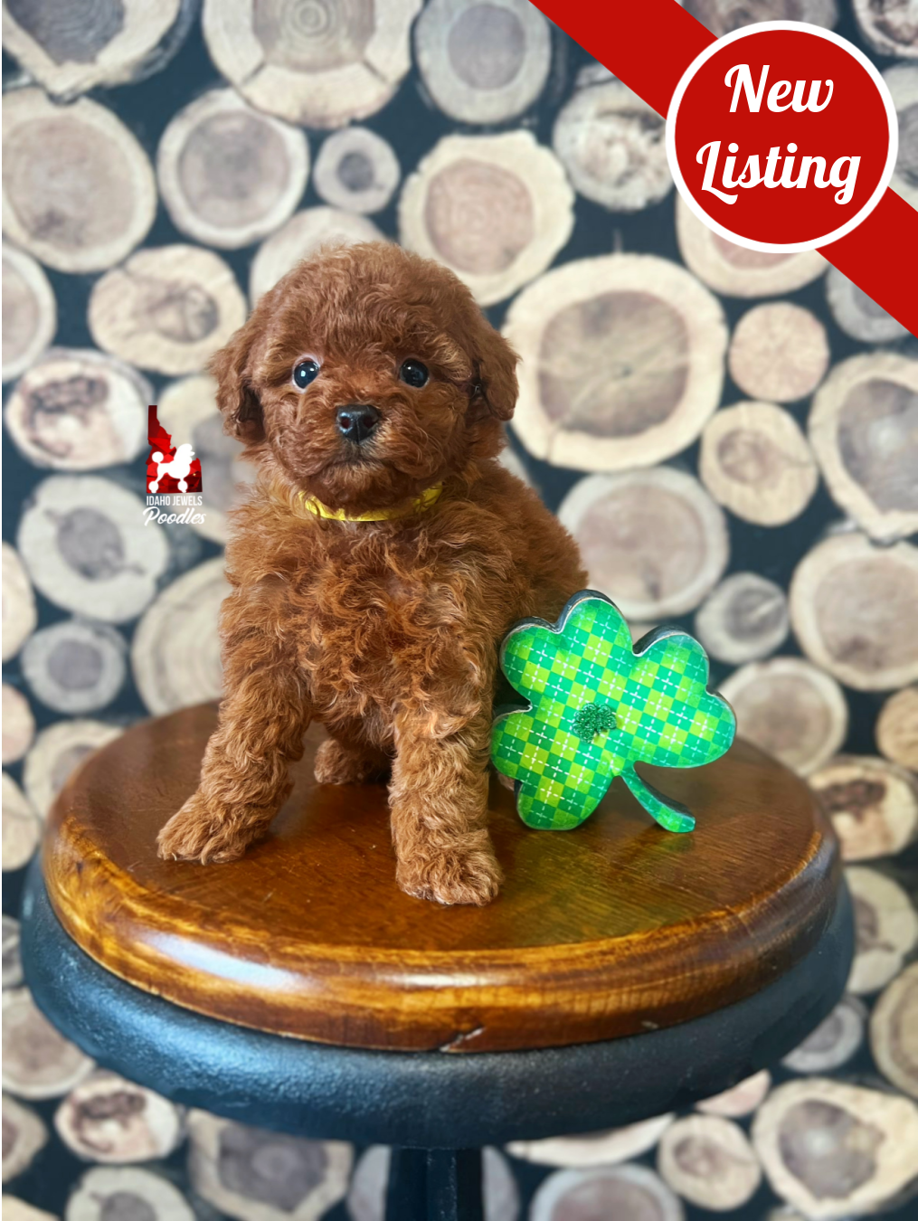 Claire, Red Toy Poodle Girl ~ Pet