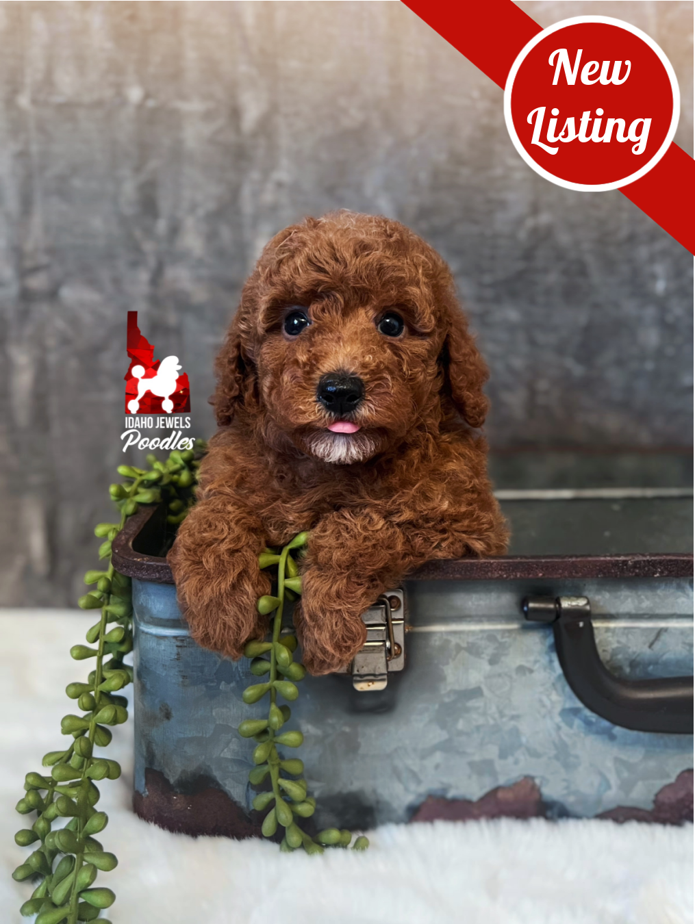 Ava, Red Mini Poodle Girl~ Breeder or Pet