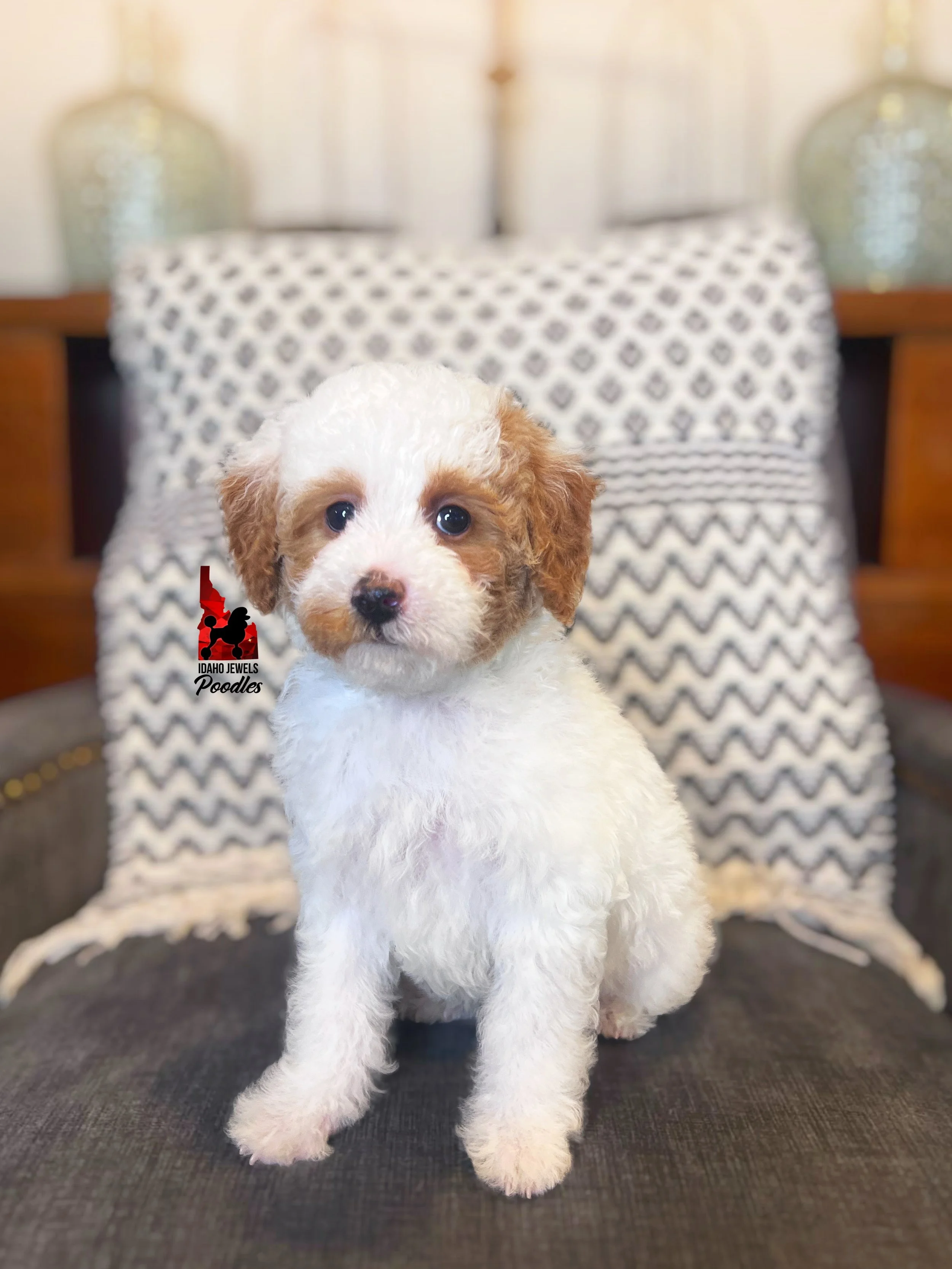 Pongo, Red Parti Mini Poodle Boy~ Pet