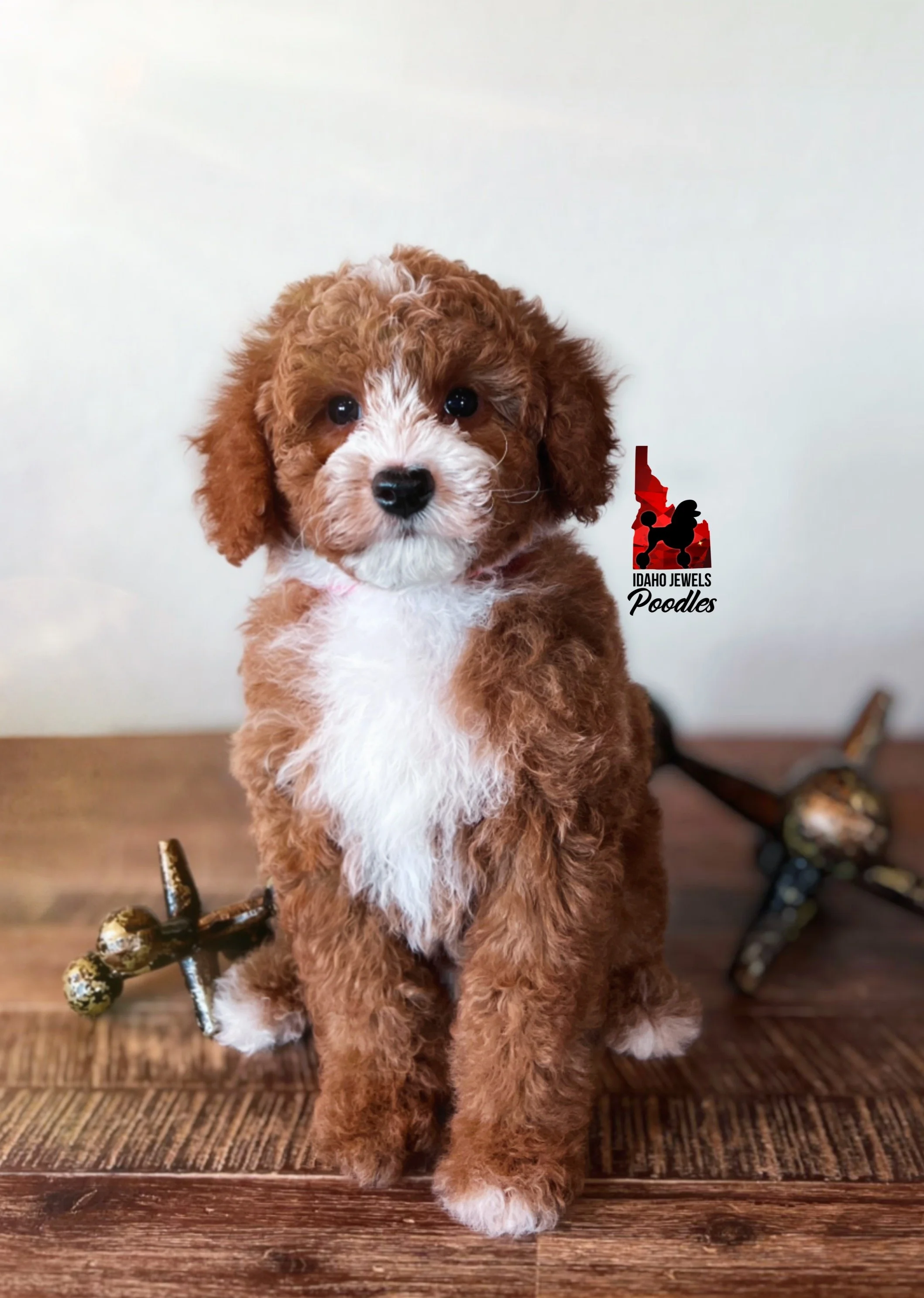 Woody, Red w/ White Small Moyen Poodle Boy~ Breeder or Pet💎Reserved by Judy