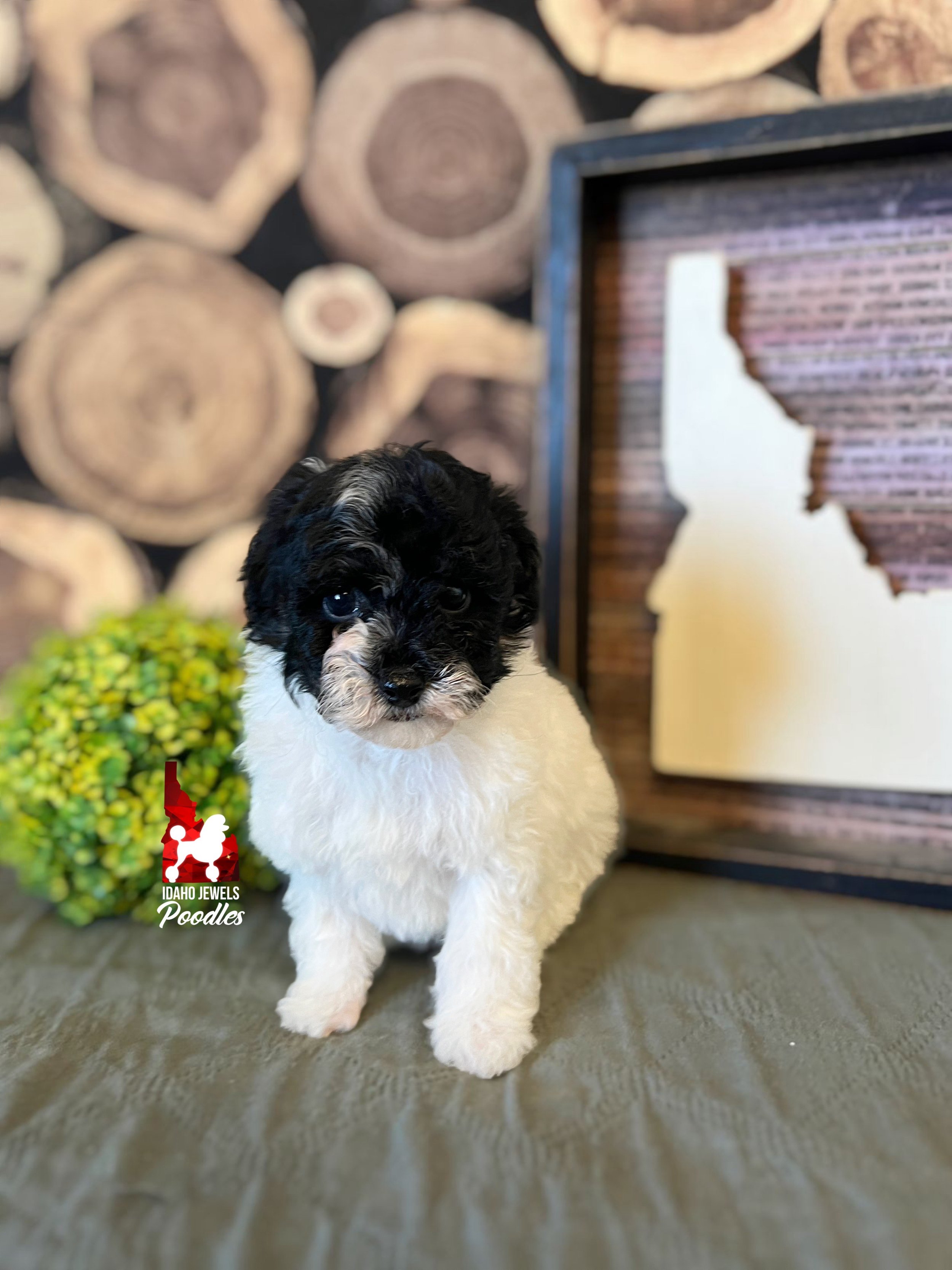 Chloe - 6 wks.jpeg