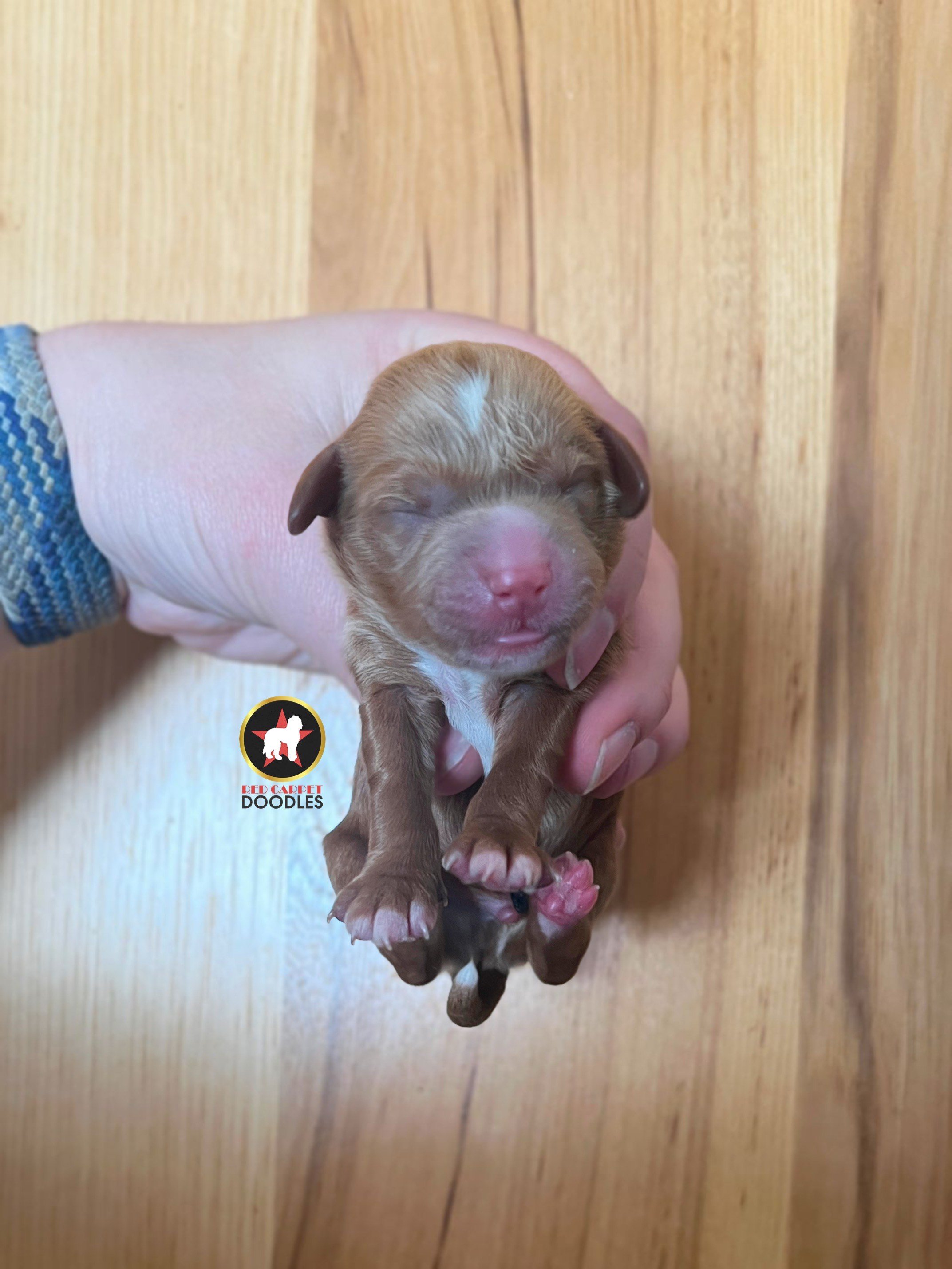 Charlie - Newborn.jpeg