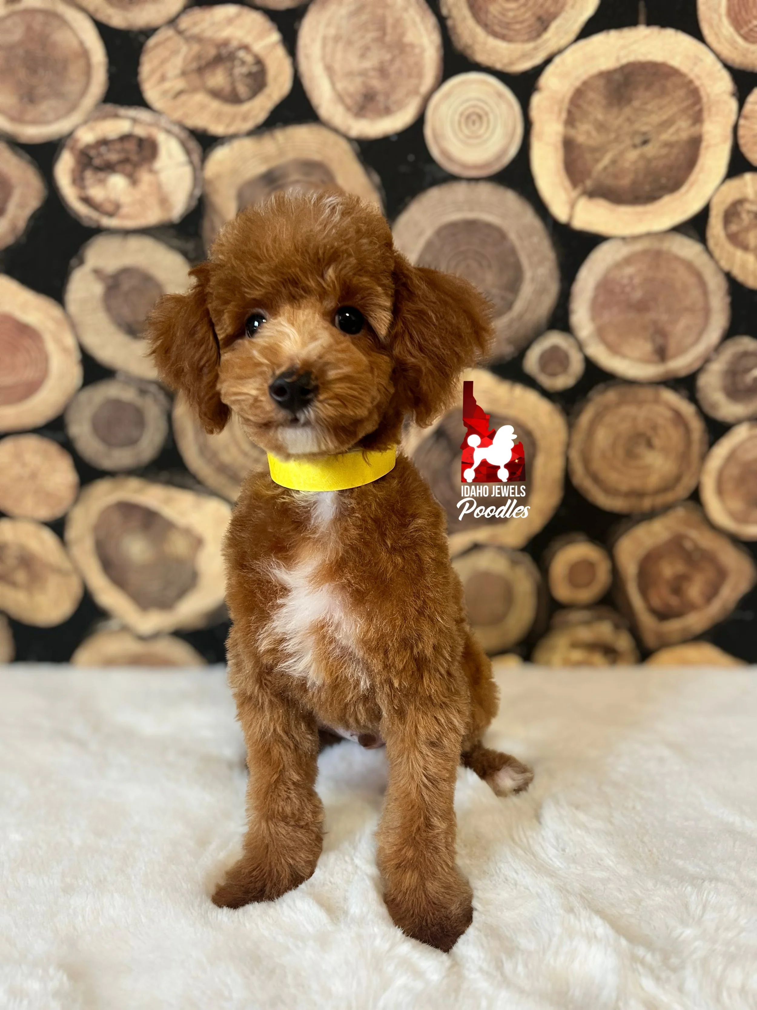 Sunny, Red w/ White Markings Mini Poodle Boy~ Breeder or Pet