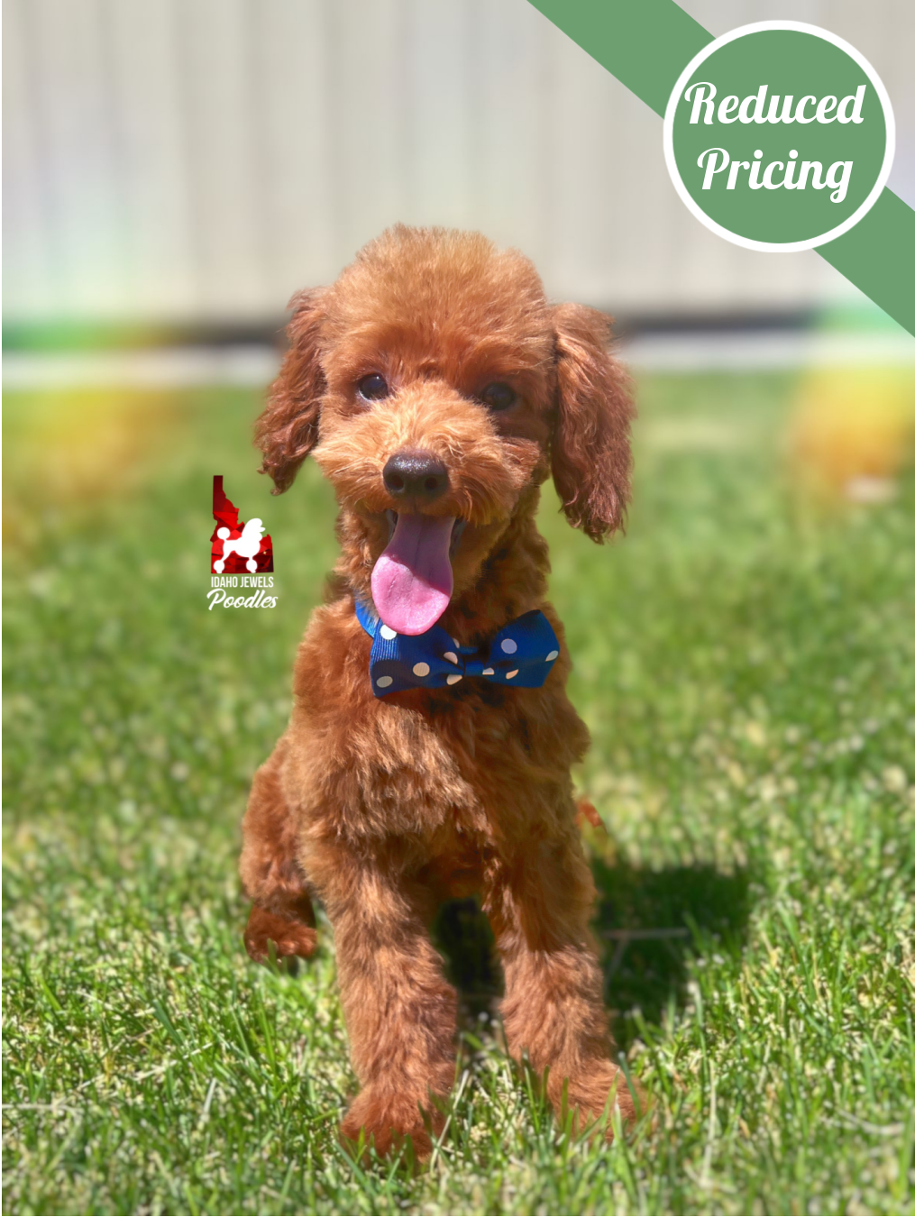Balto, Red Toy Poodle Boy~ Breeder or Pet