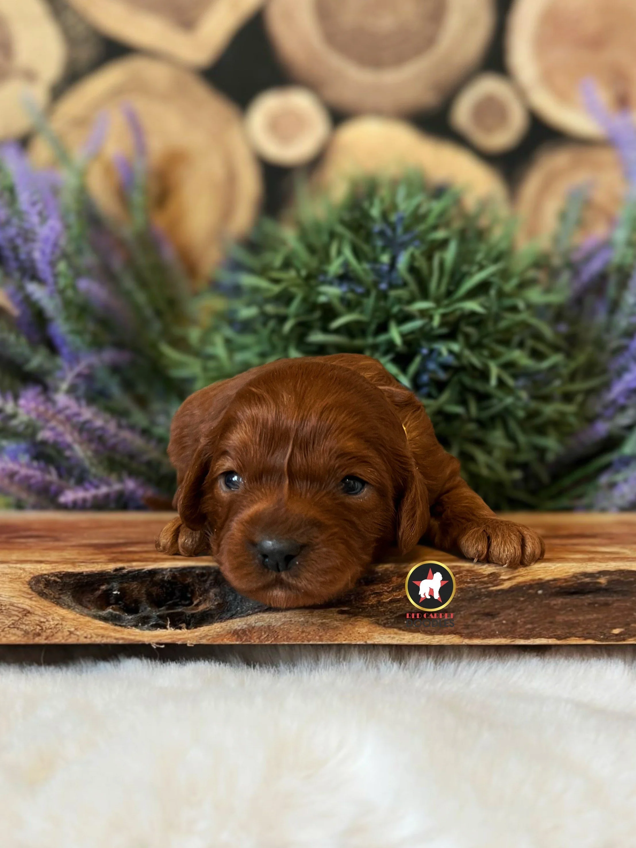 Taffy - 2 wks.jpeg