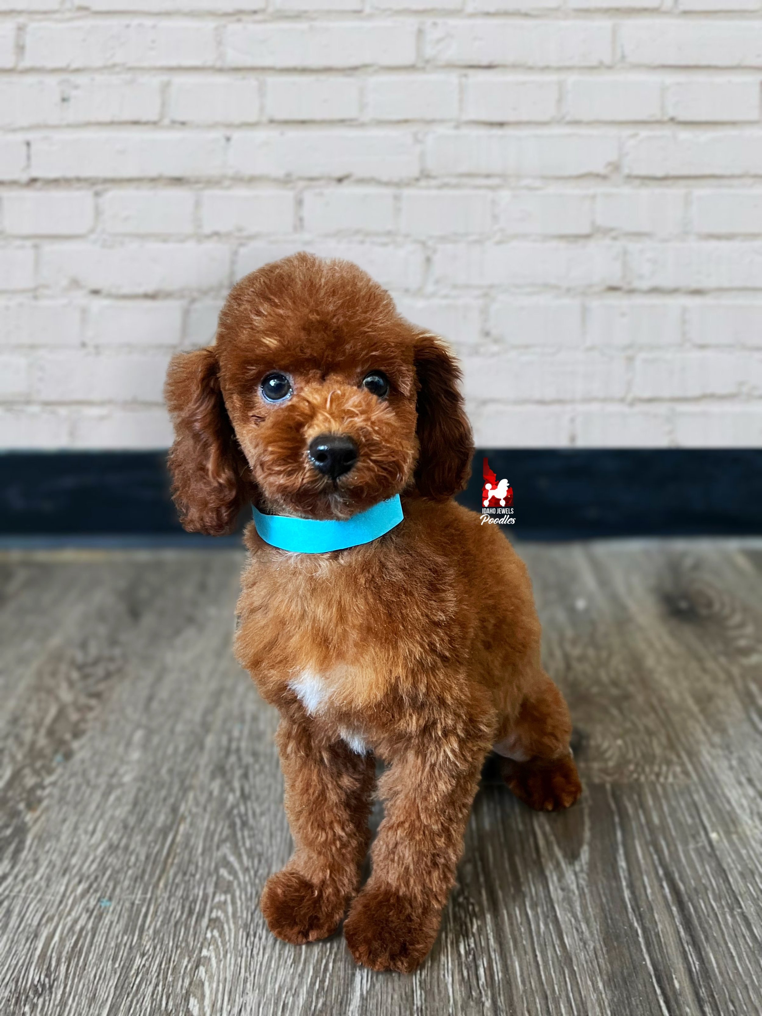 Cody, Dark Red w/ White Markings Small Mini Poodle Boy~ Breeder or Pet