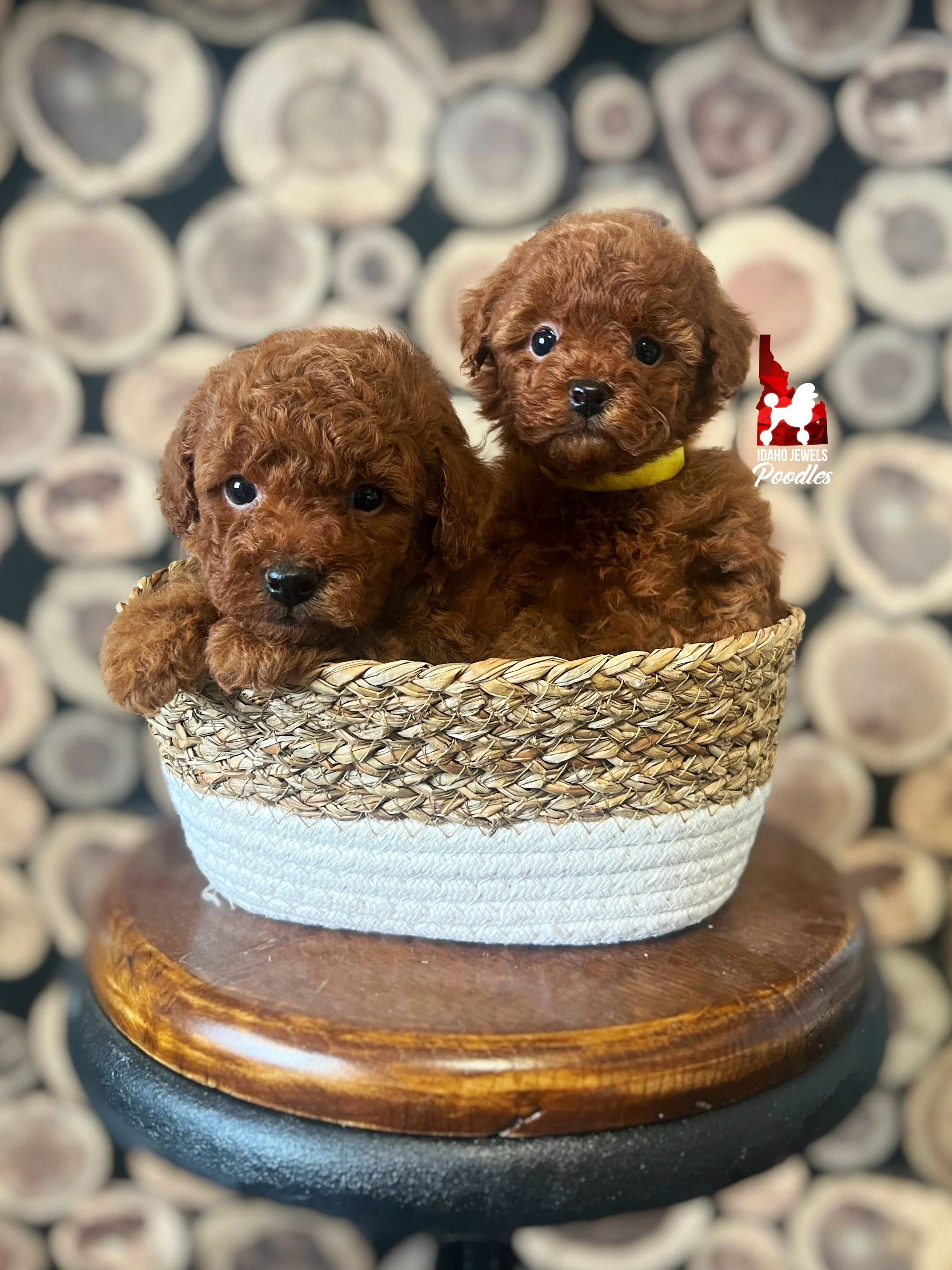 Merida.Thor's W26 Litter - 6 wks.jpg (Copy)