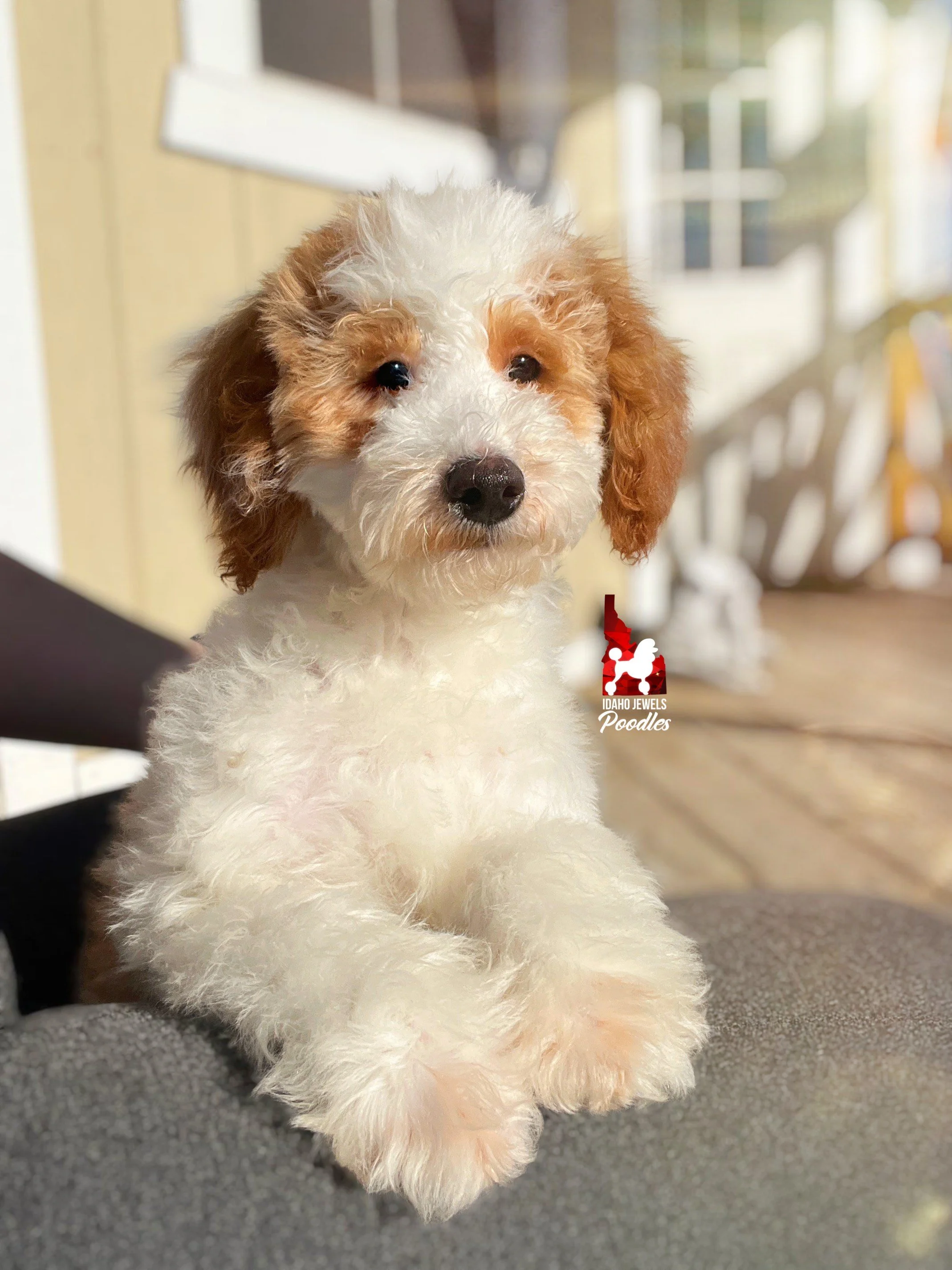 Teddy - 19 wks (2).jpeg