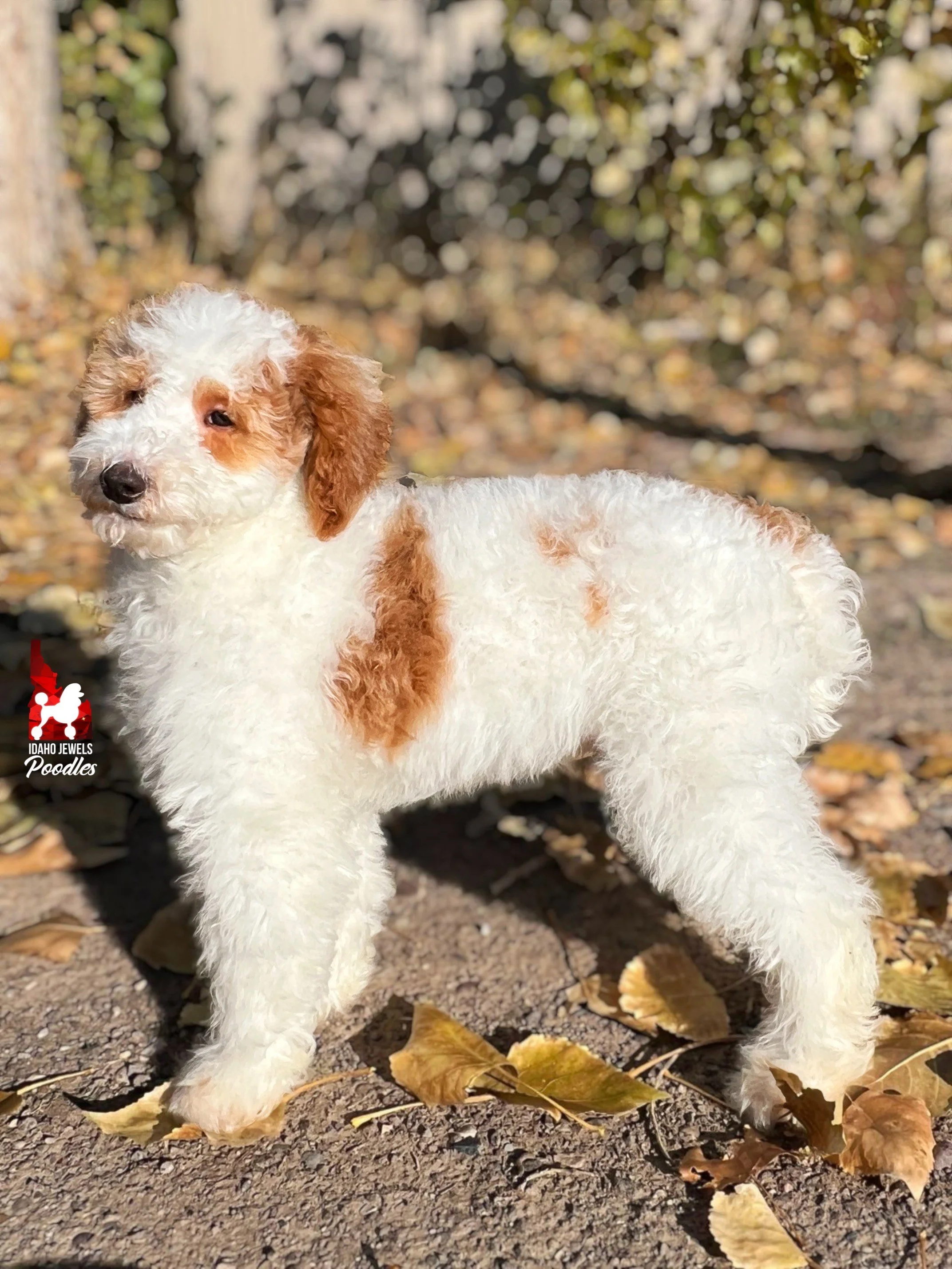 Teddy - 19 wks (11).jpeg