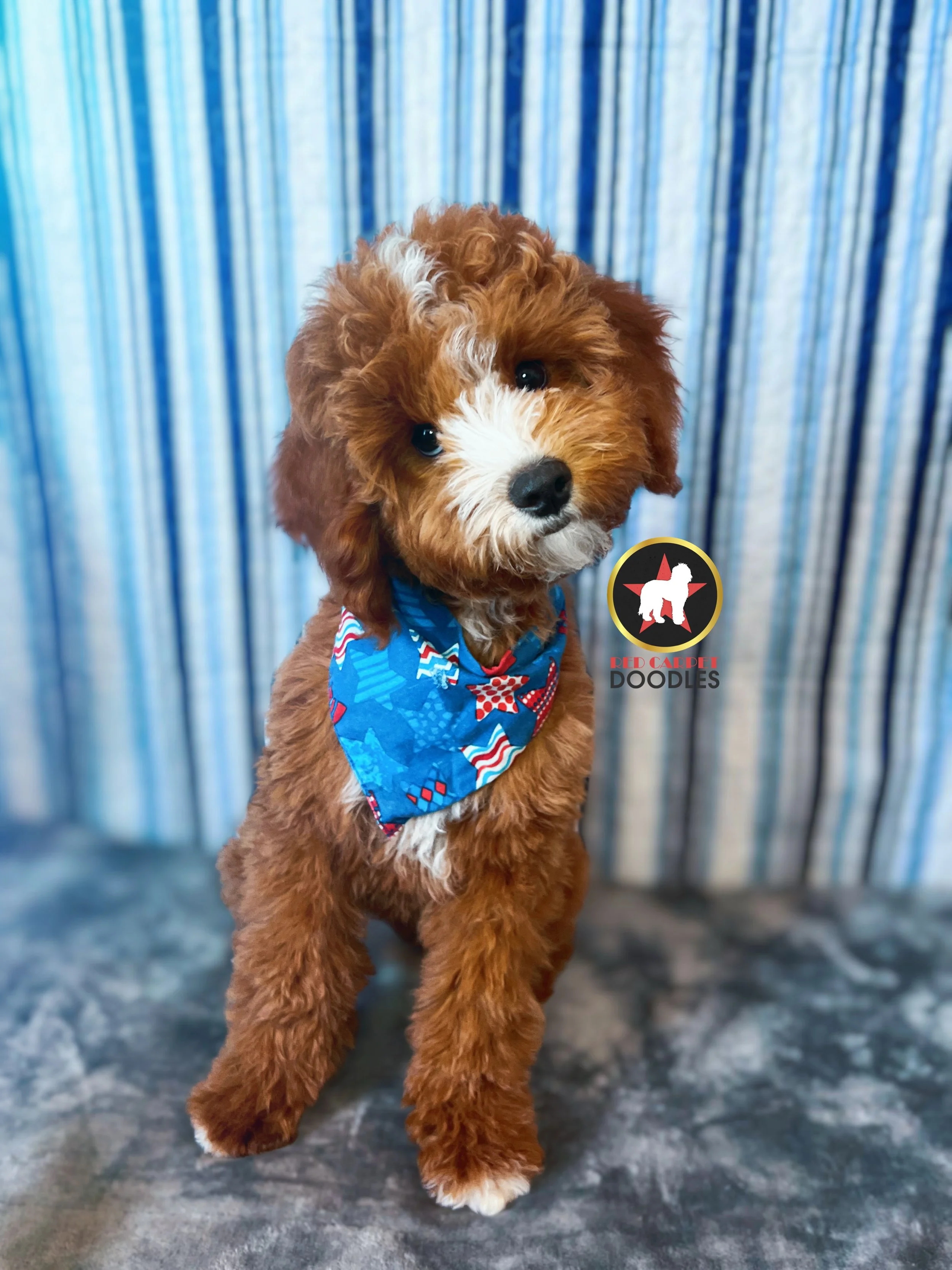 Flint - 16 wks.jpg