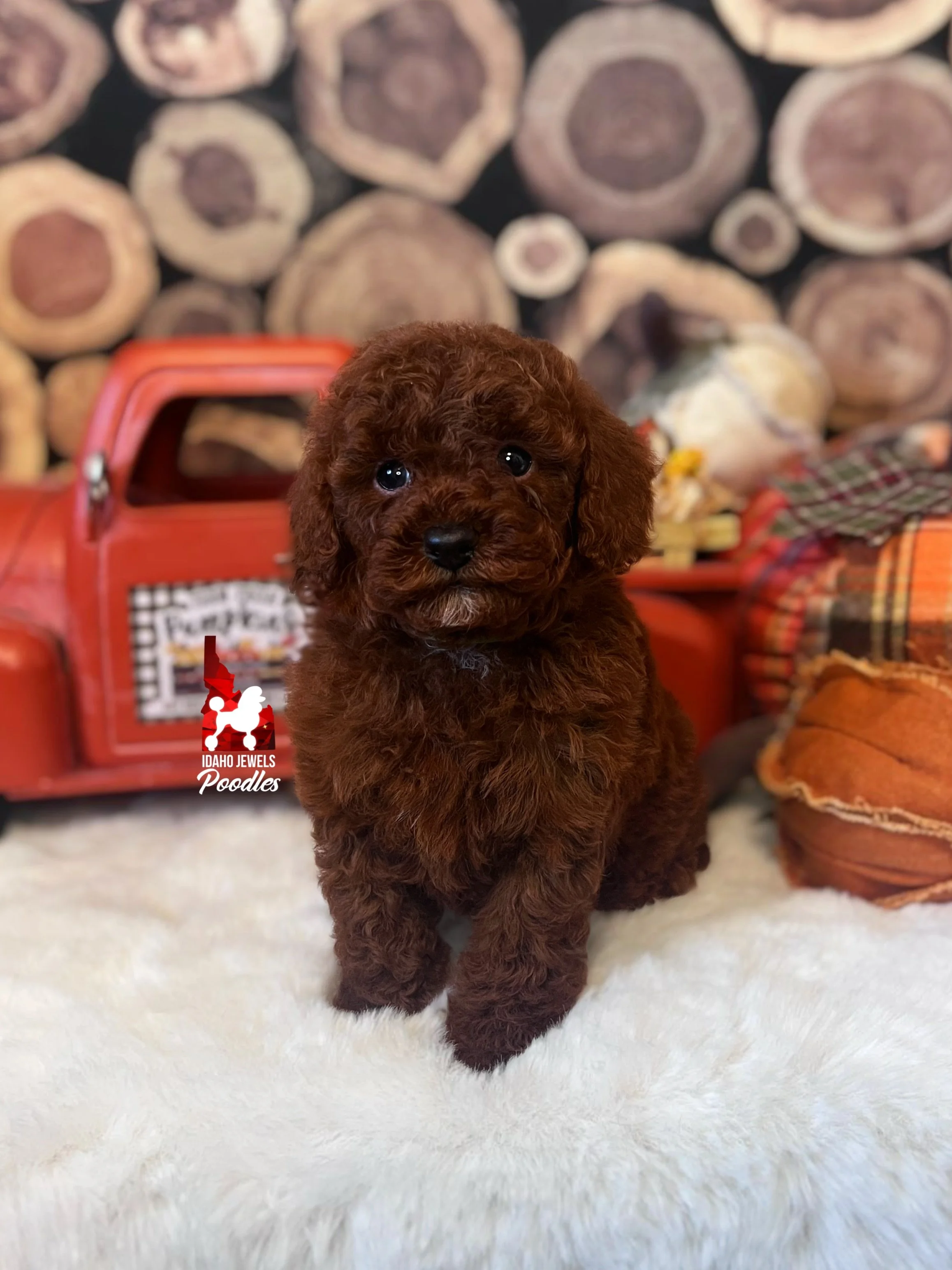 Cowboy - 6 wks.jpg