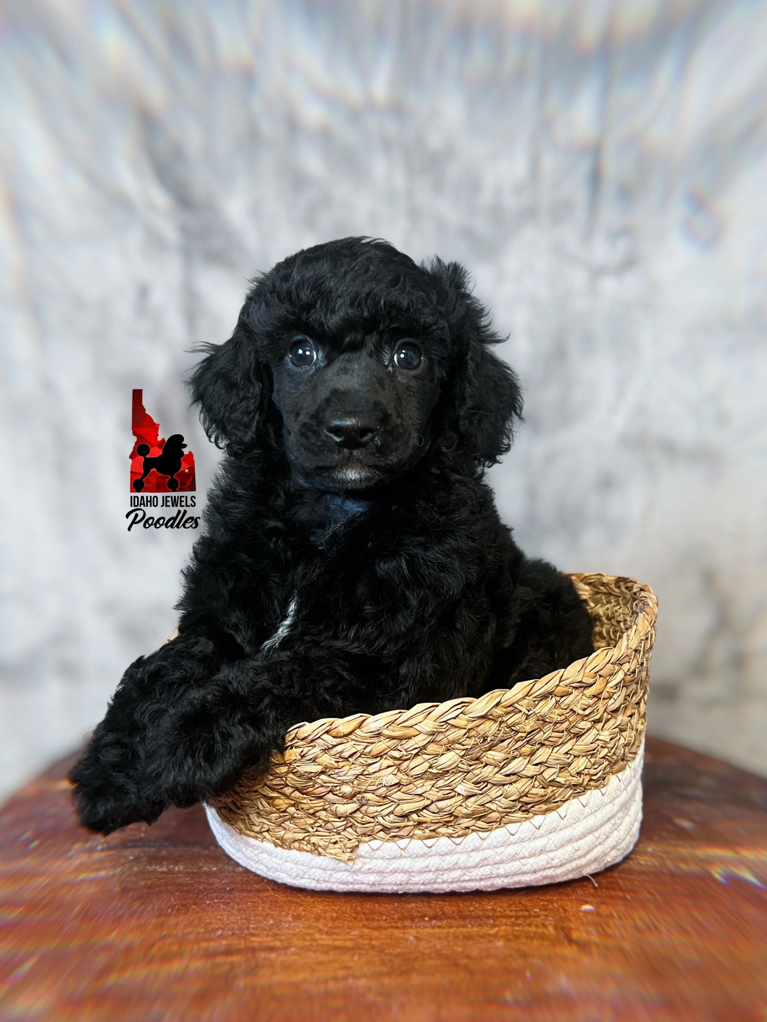 Bear 6 wks-2.jpg