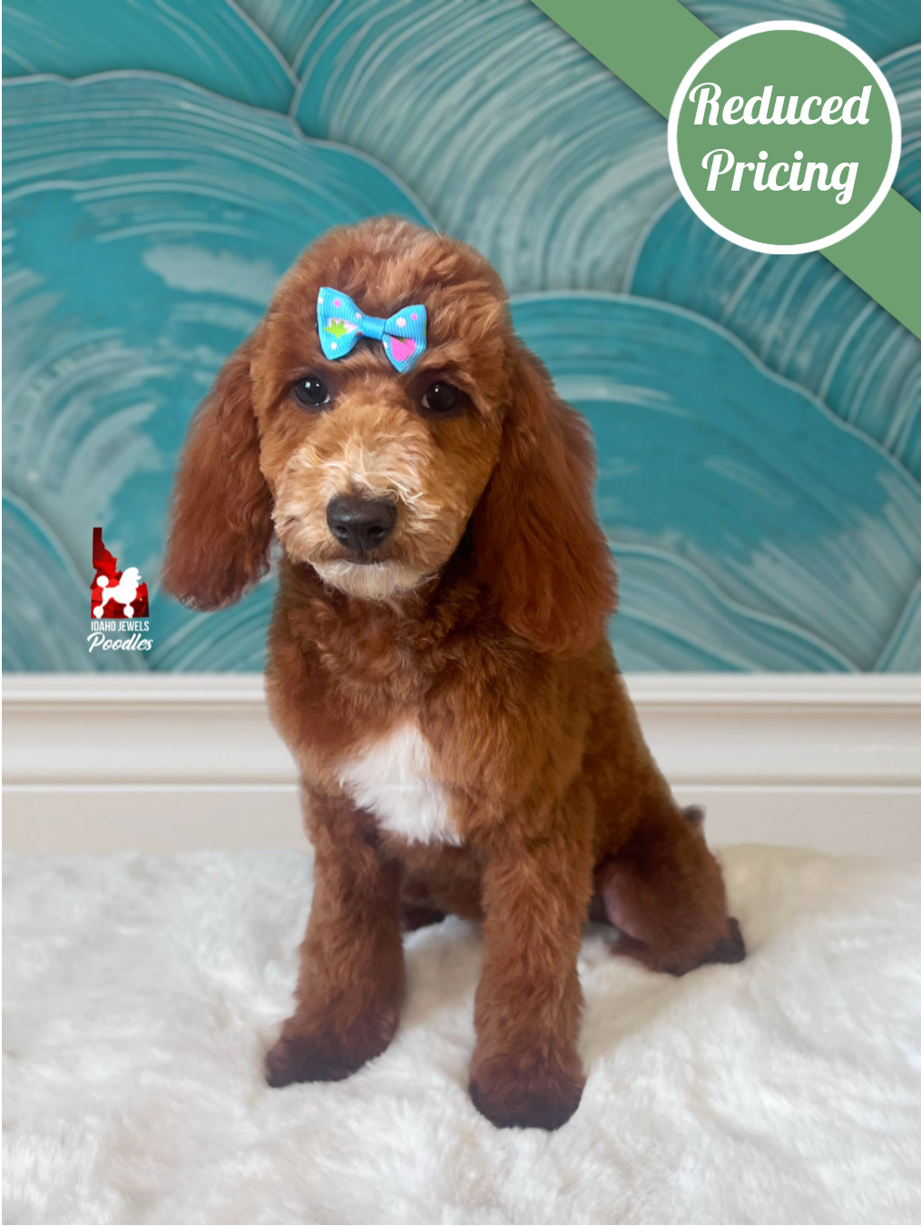 Sydney, Red w/ White Large Mini Poodle Girl ~ Pet
