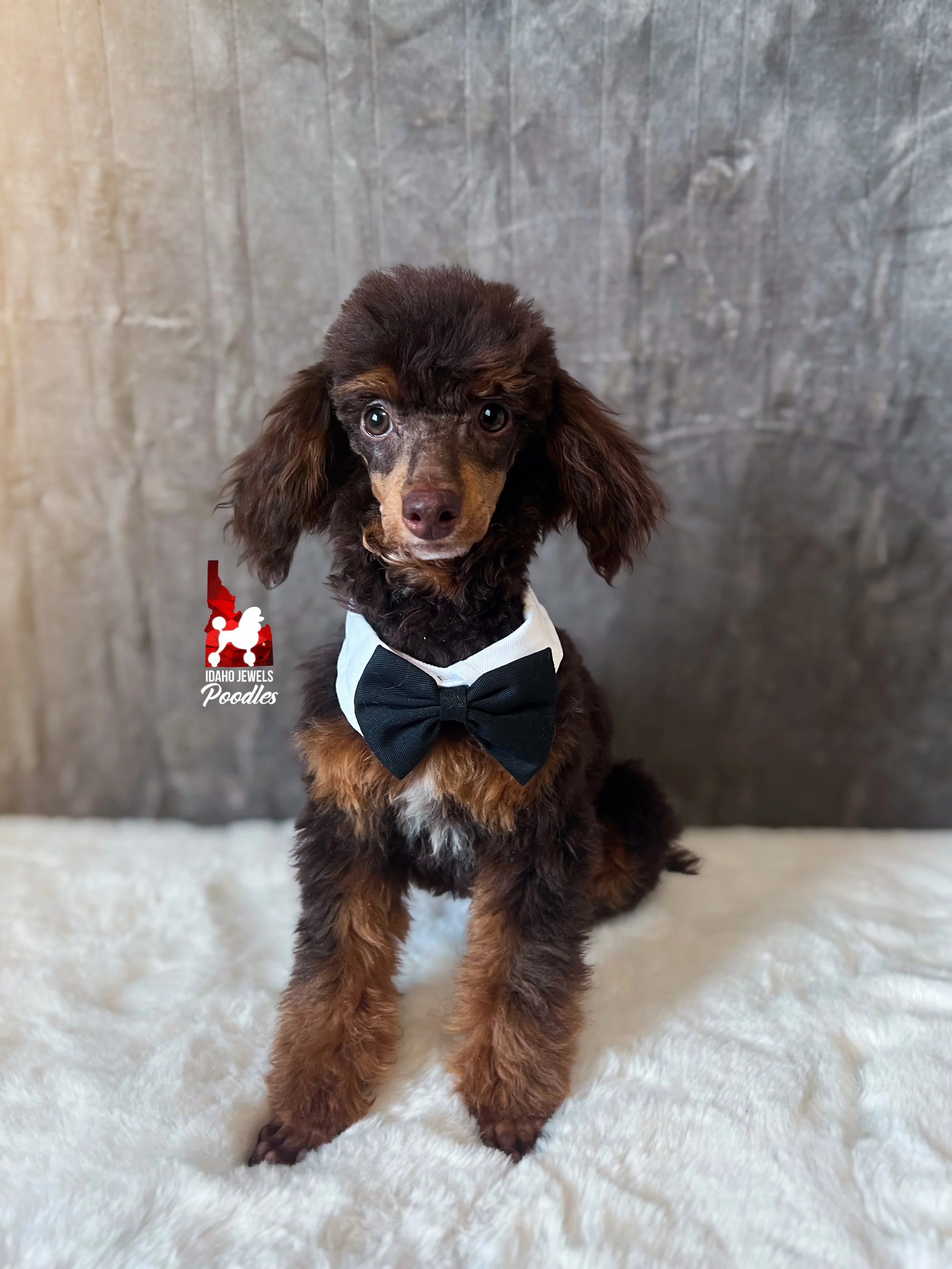 Ace - 20 wks.jpg