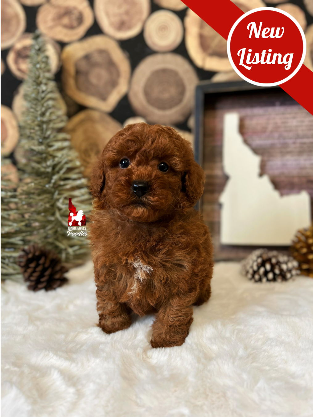 Boise, Dark Red w/ White Markings Mini Poodle Boy~ Pet