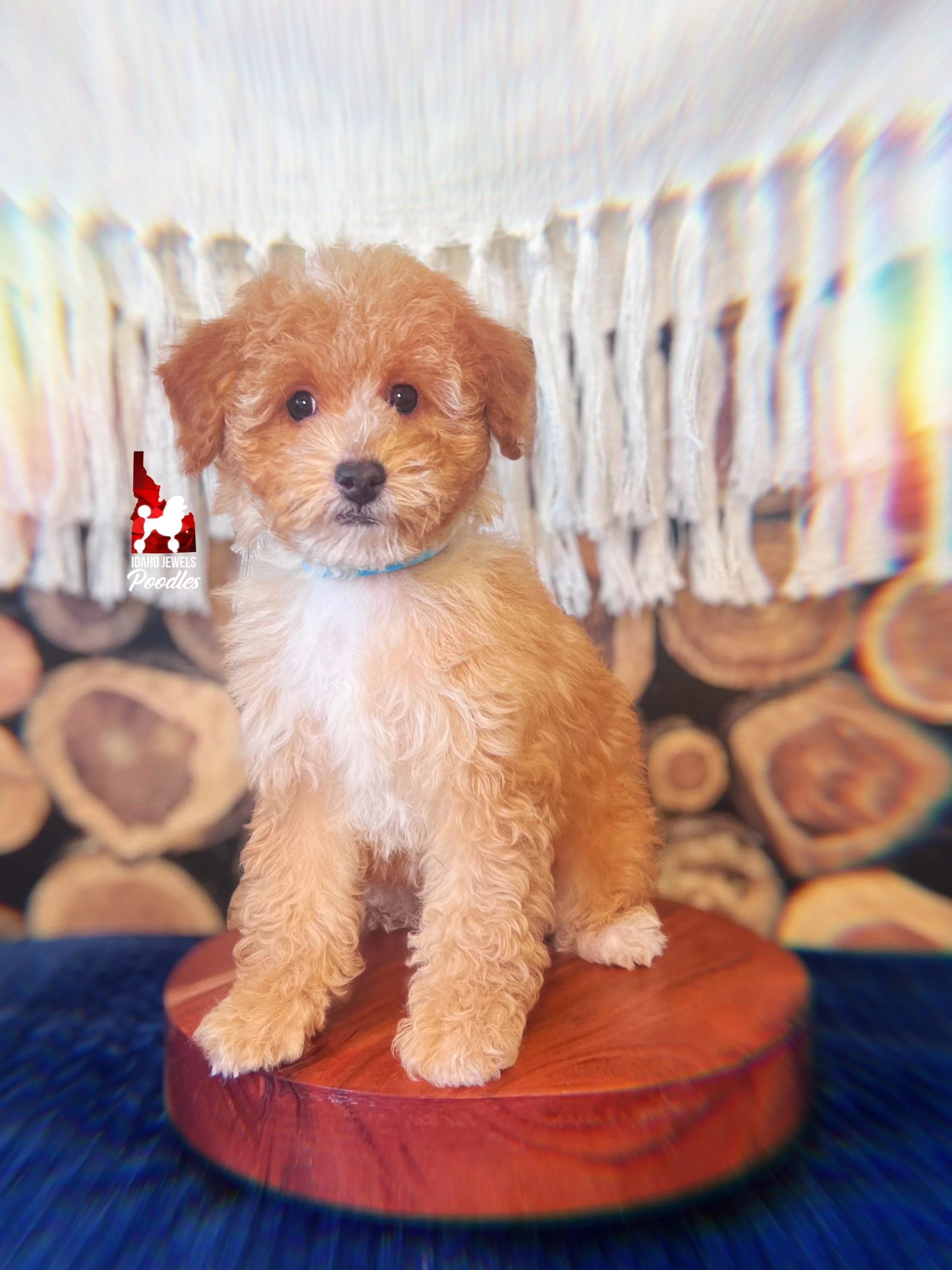 Coast, Red/Apricot w/ White Small Mini Poodle Boy~ Pet
