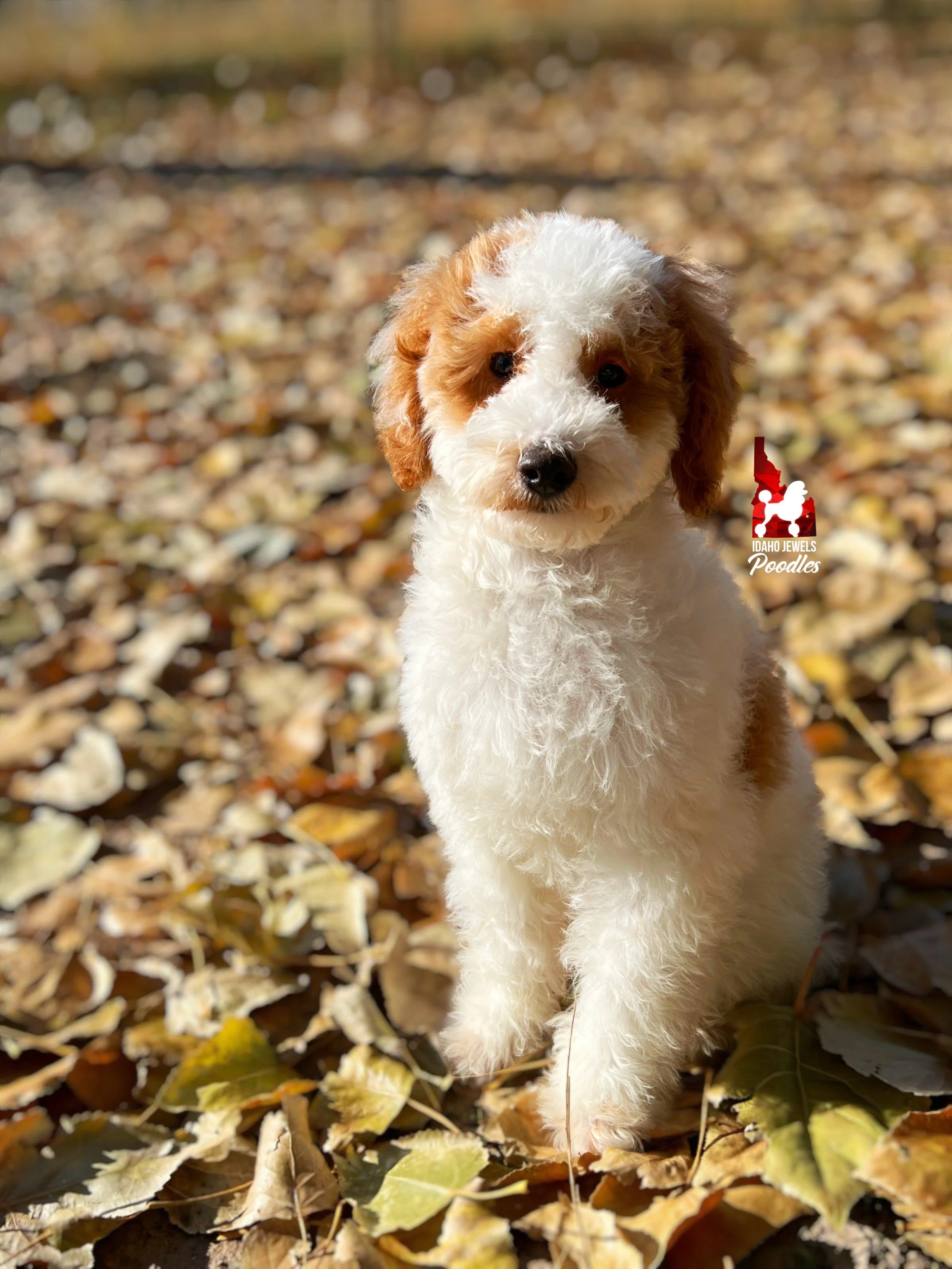 Teddy, Red Parti (Hidden Tri) Mini Poodle Boy *Full AKC, 0-CDDY/IVDD