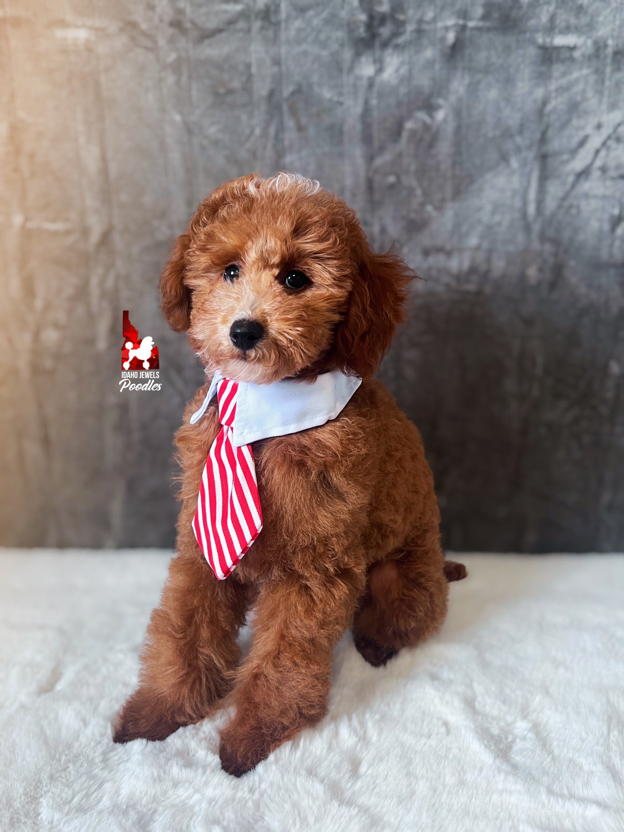 Flash - 16 wks-1.jpg