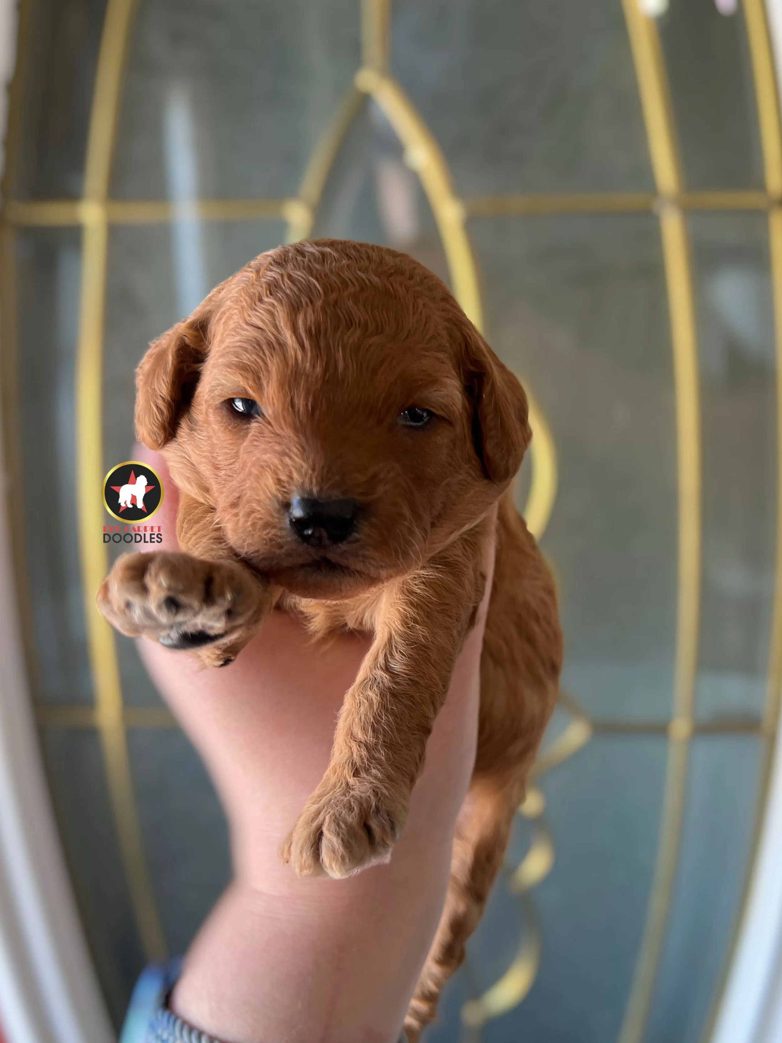 Ruby, Red Goldendoodle Girl ~ Pet