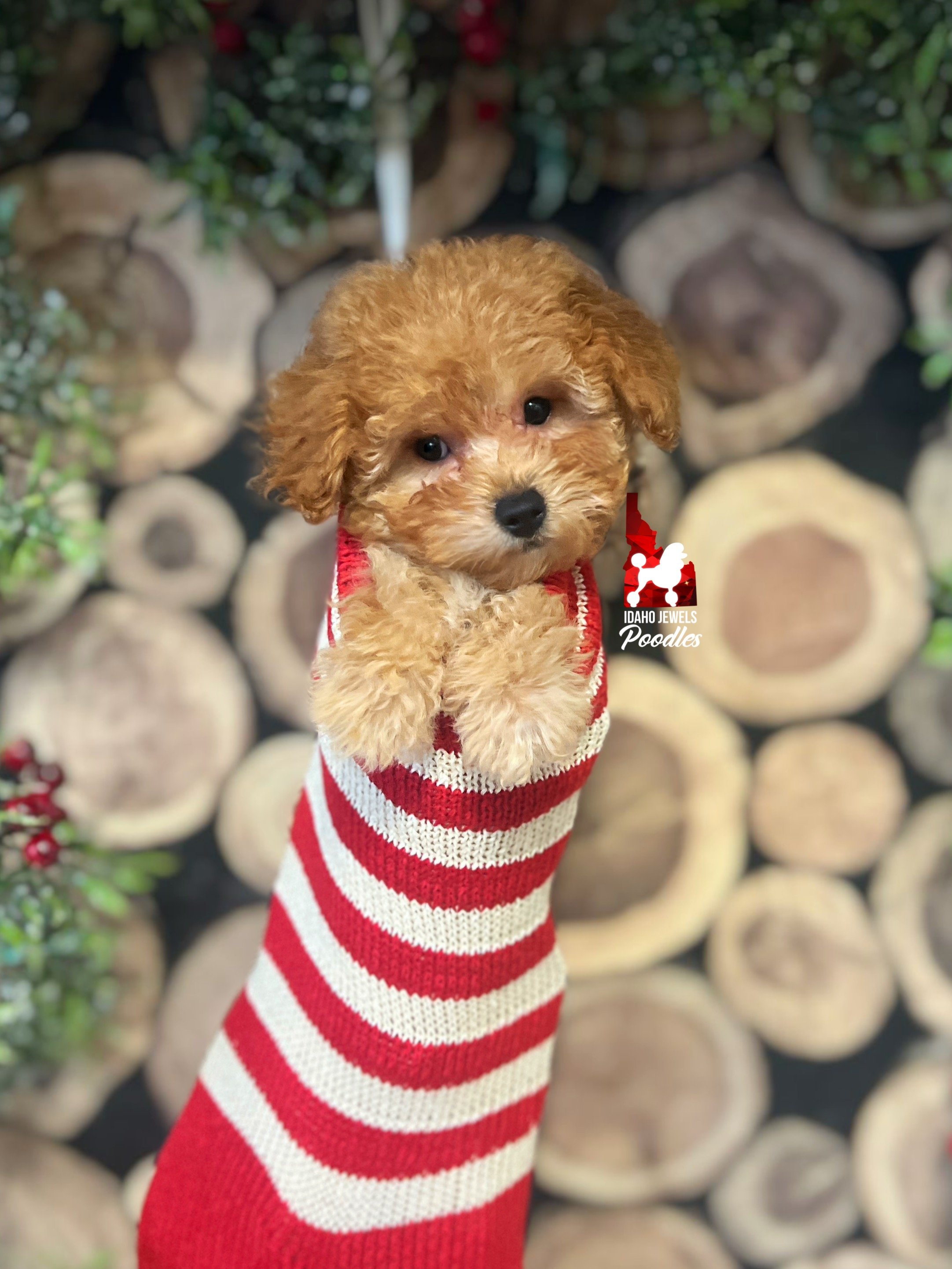 Indie stocking - 10 wks.jpg