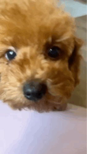 Buddy cute sweet gif.gif