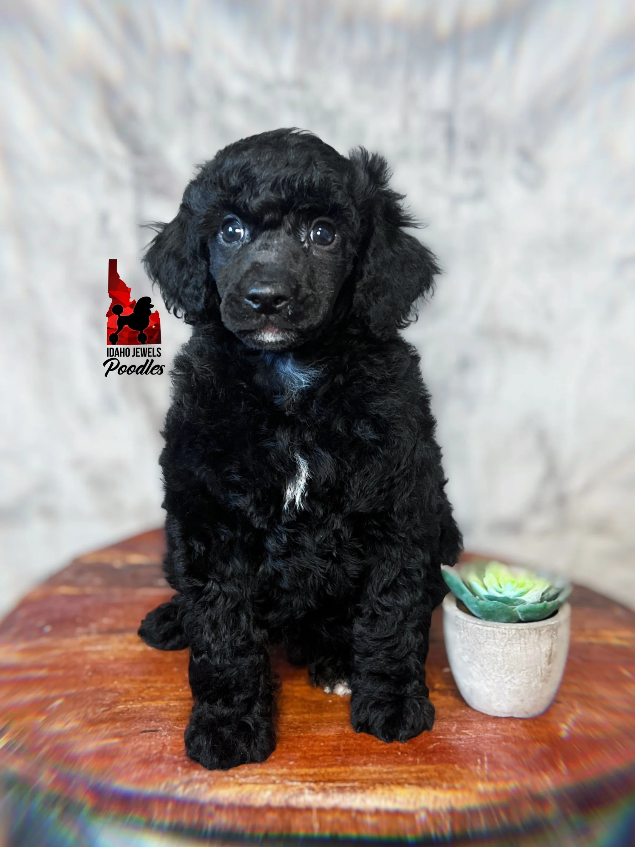Bear 6 wks-1.jpg