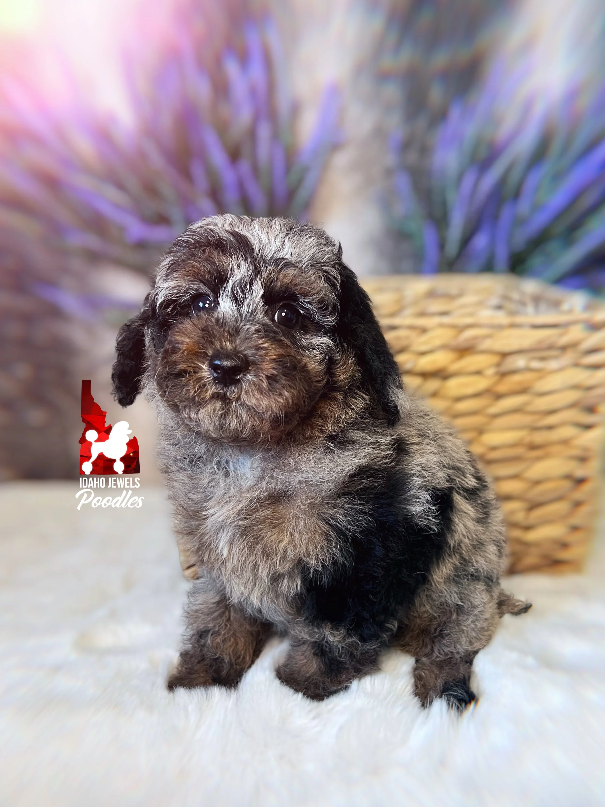Grayson - 8 wks-1.jpg
