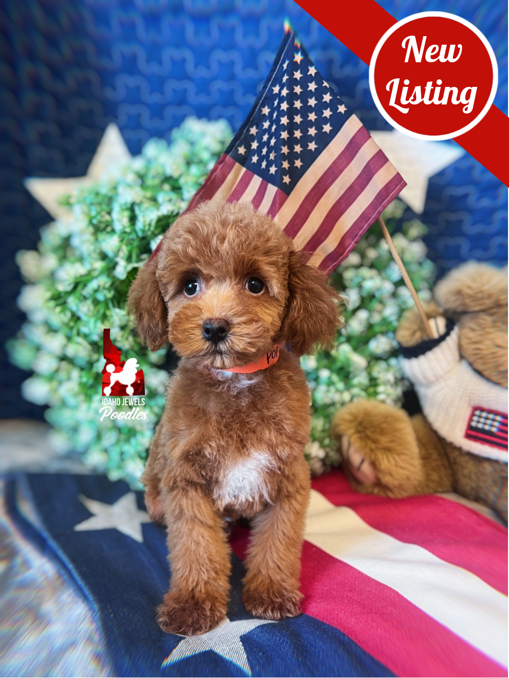 Pop, Red Small Mini Poodle Boy~ Pet