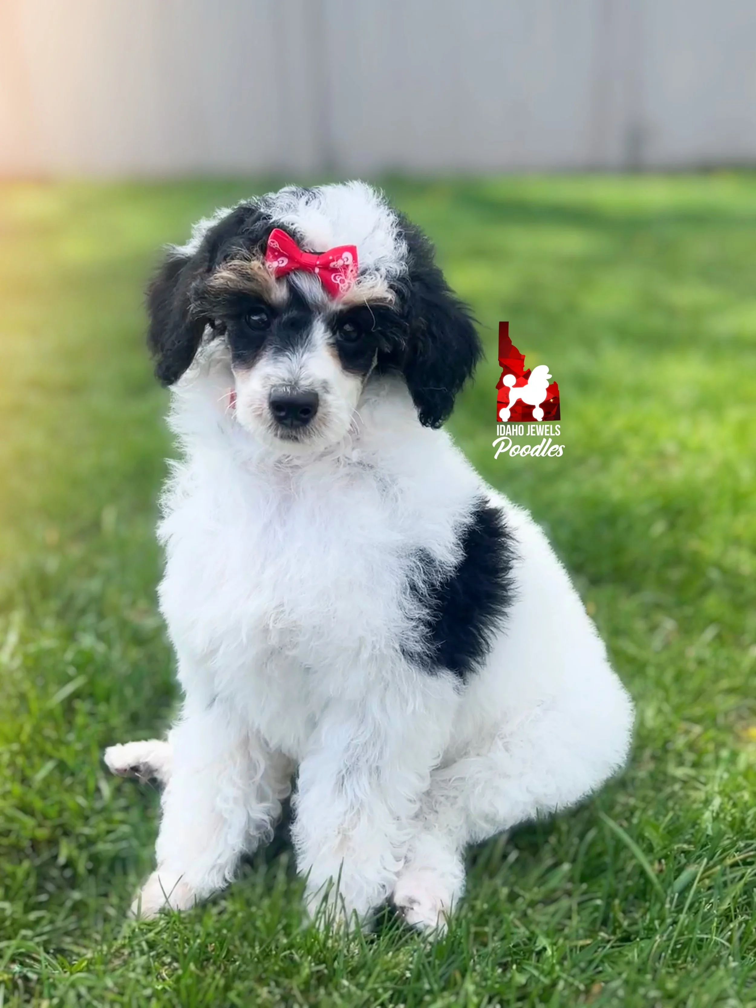 Divinity - 10 wks-2.jpg