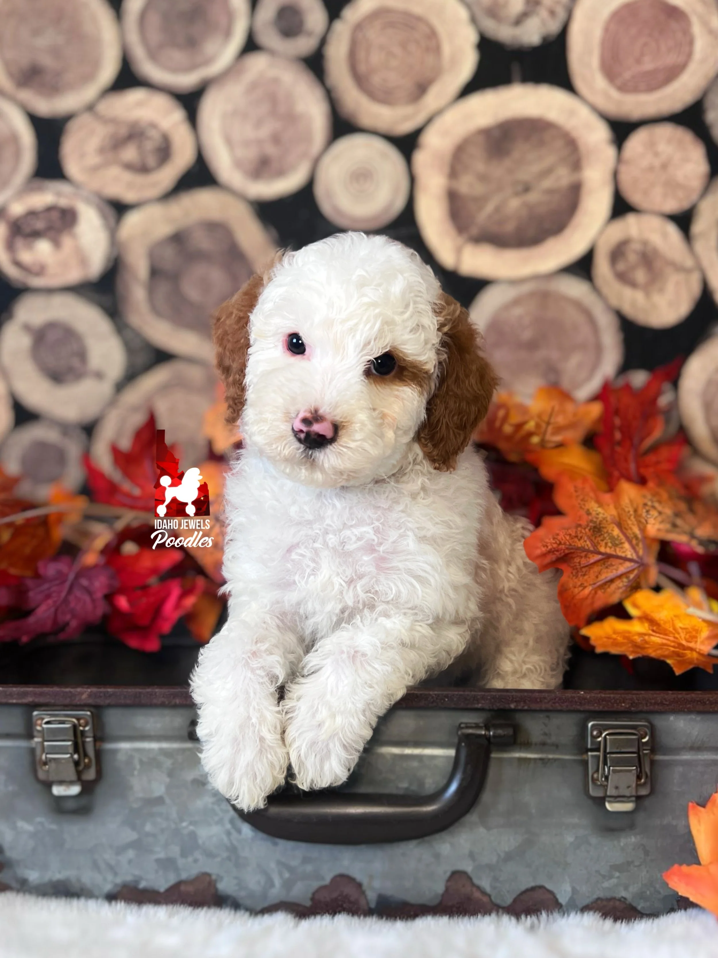 Scrabble - 8 wks.jpg