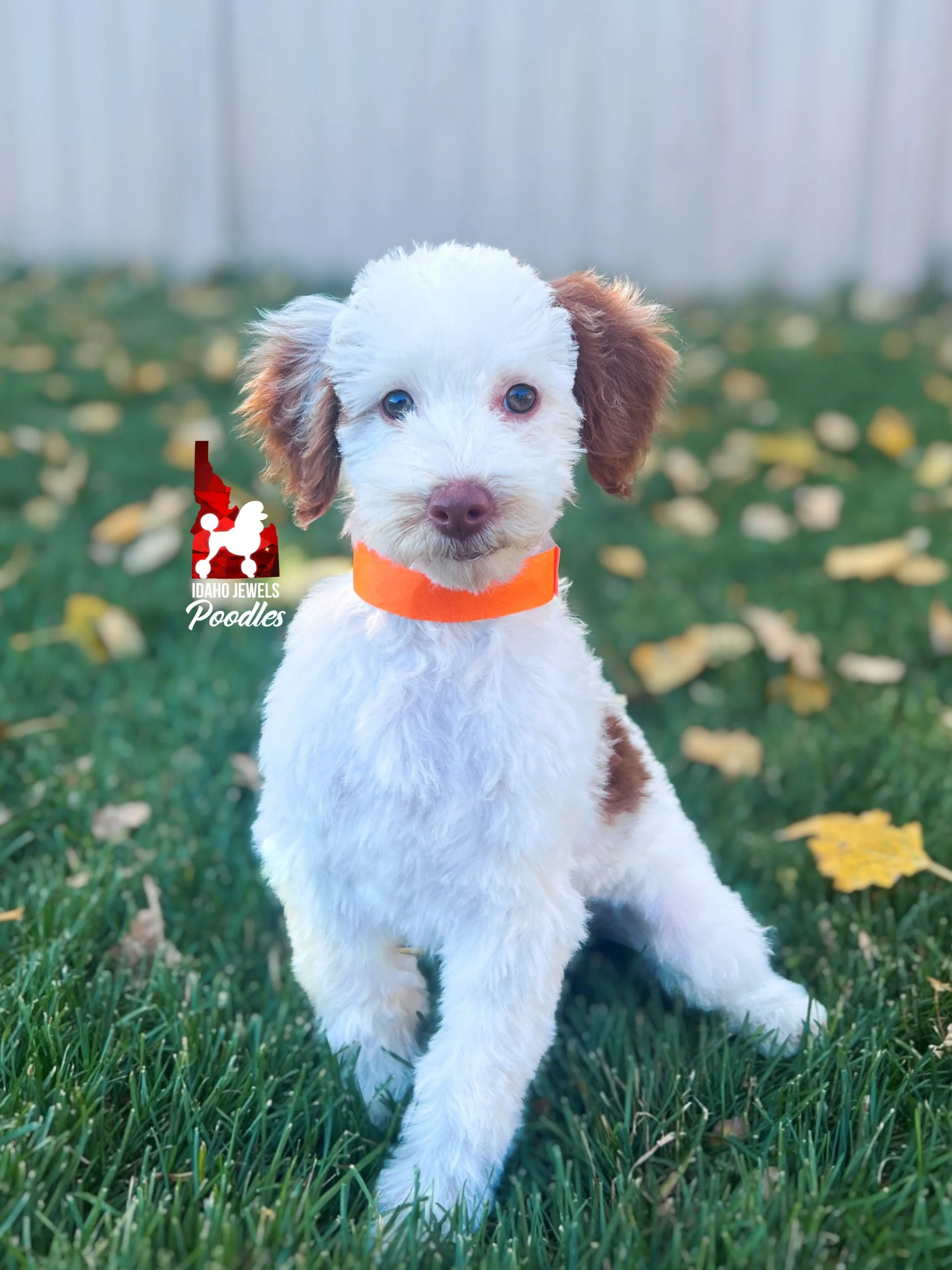 Nutmeg, Red Parti Mini Poodle Girl ~ Breeder or Pet
