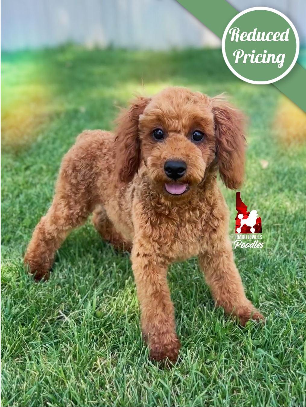 Mario, Red Mini Poodle Boy~ Breeder or Pet