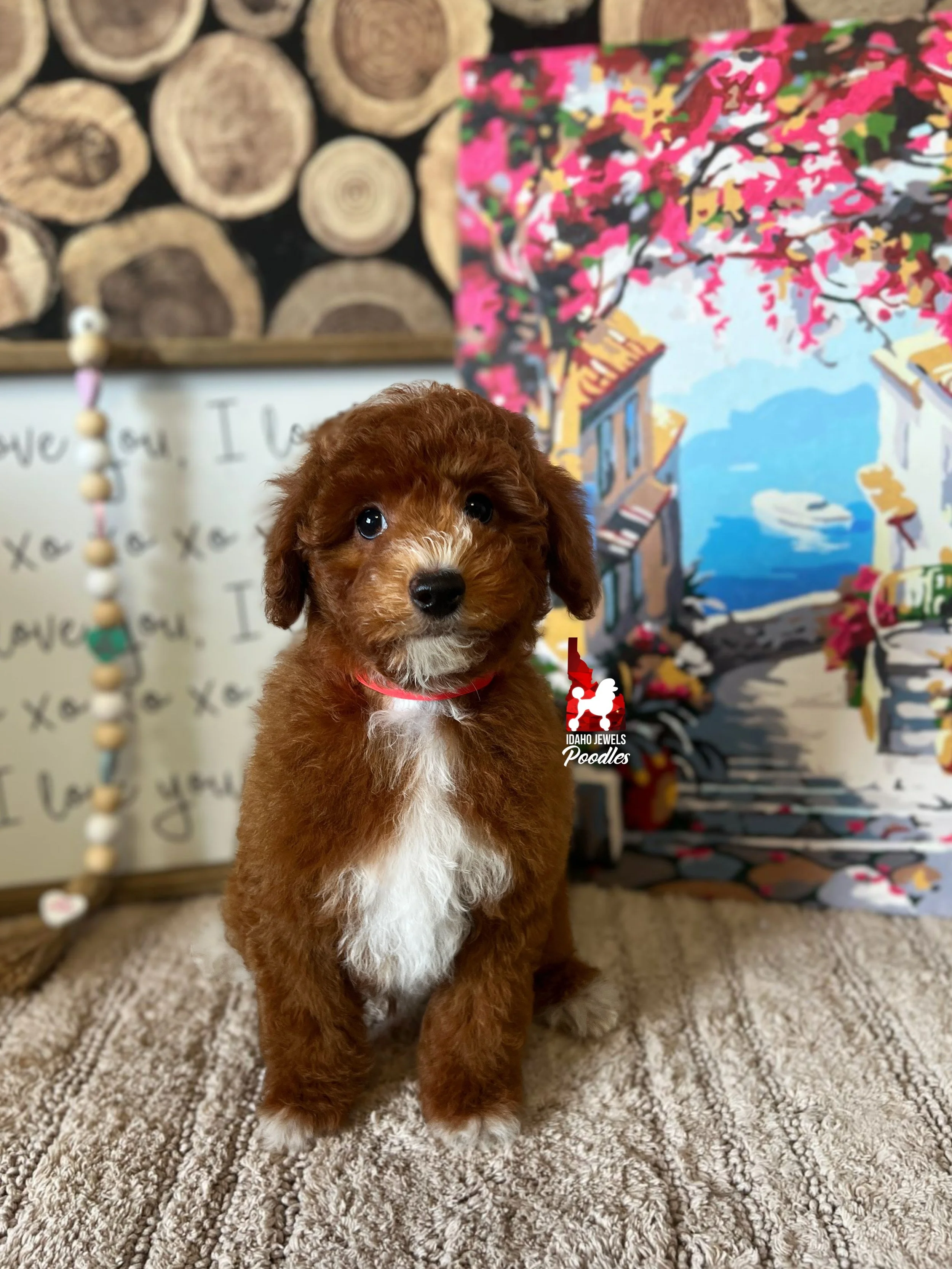 Copper, Dark Red w/ White Markings Mini Poodle Boy~Breeder or Pet