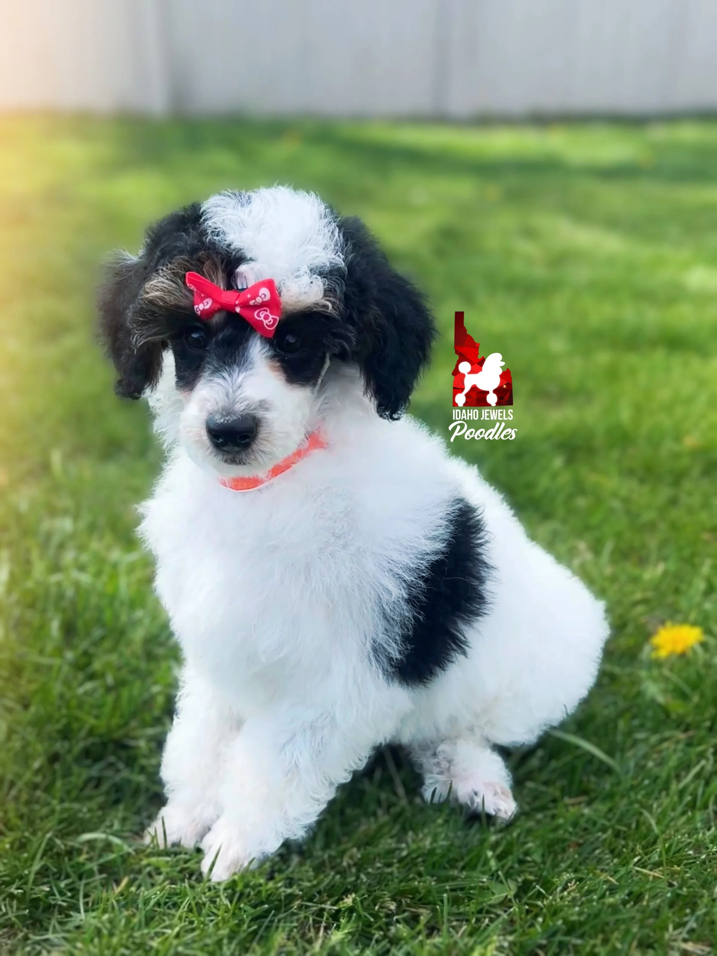 Divinity, Black Tri Mini Poodle Girl ~ Breeder or Pet 💙 Reserved