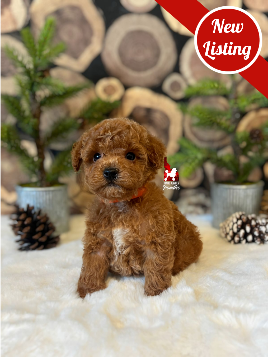 Cedar, Red w/ White Markings Mini Poodle Boy~ Pet