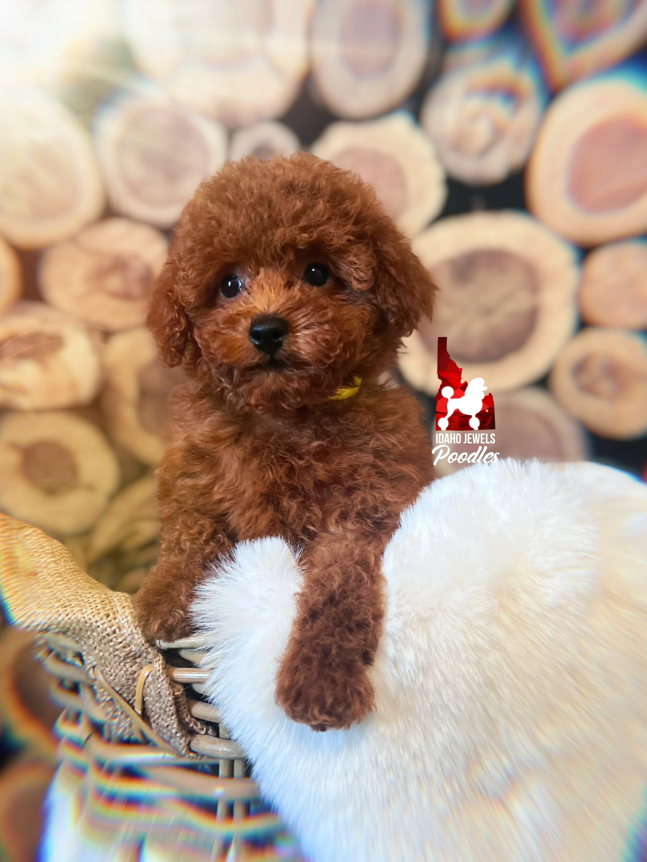 Marigold, Dark Red Toy Poodle Girl~ Breeder or Pet