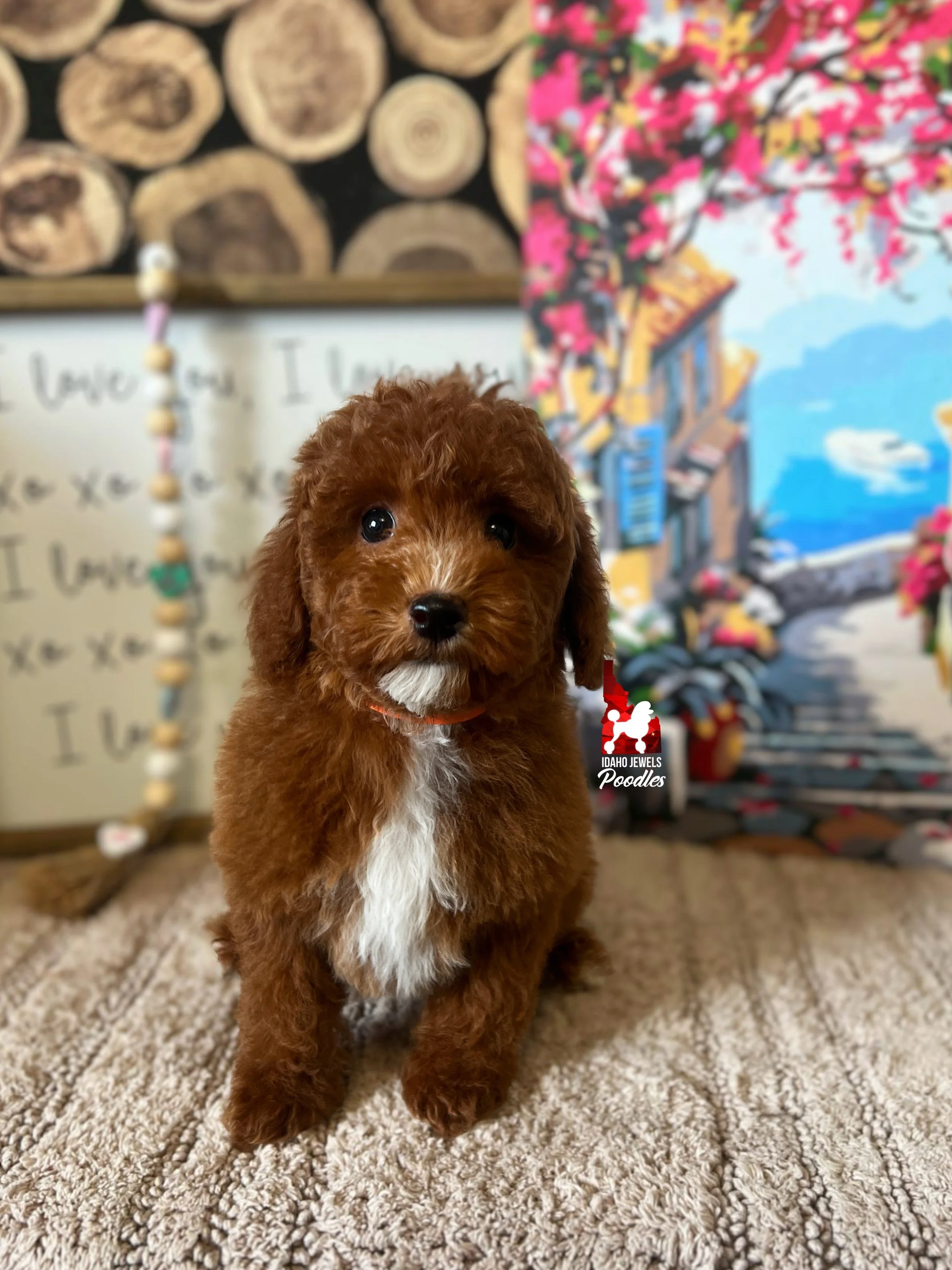 Cedar, Red w/ White Markings Mini Poodle Boy~ Breeder or Pet