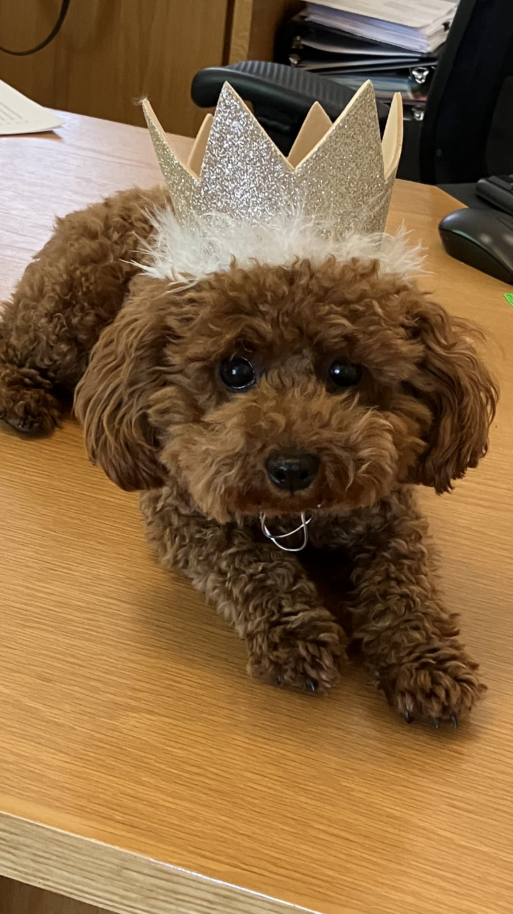 Heidi zion pka zara nka hazel now owned by Habekost.PNG