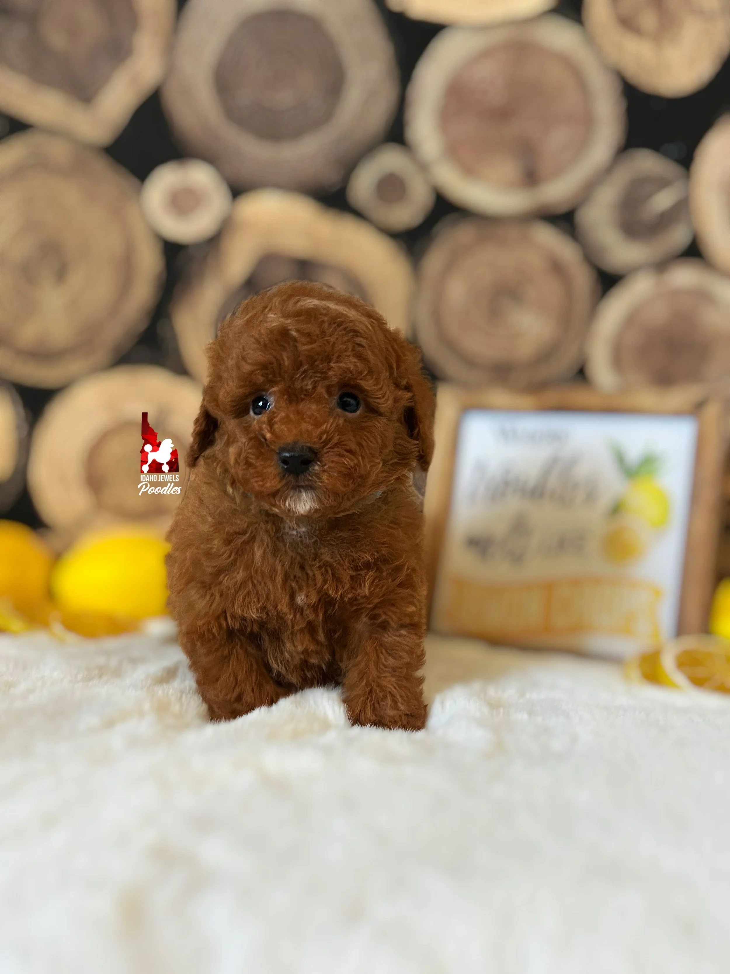 Boone - 6 wks.jpeg