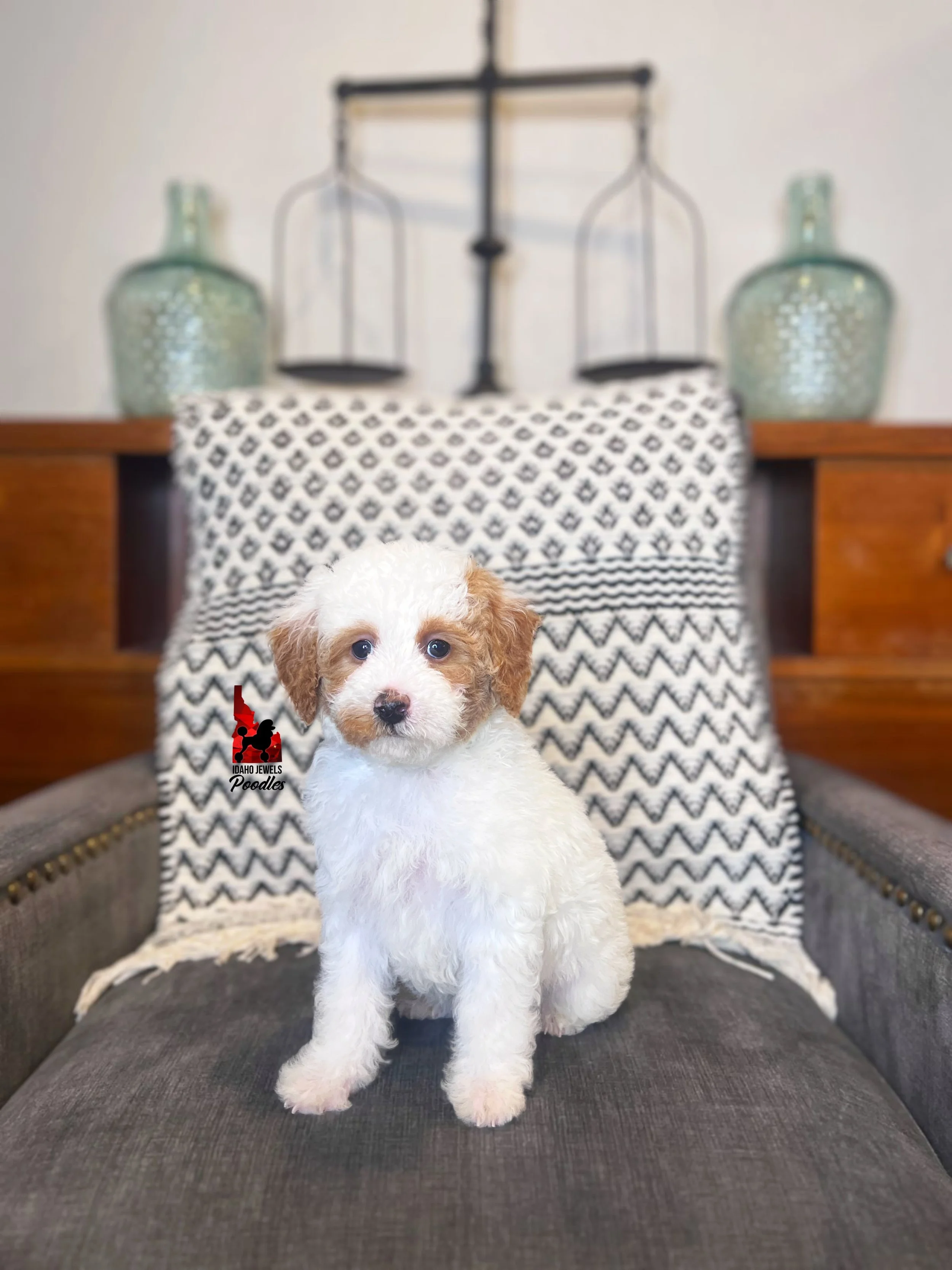 Pongo - 8 wks-2.jpg