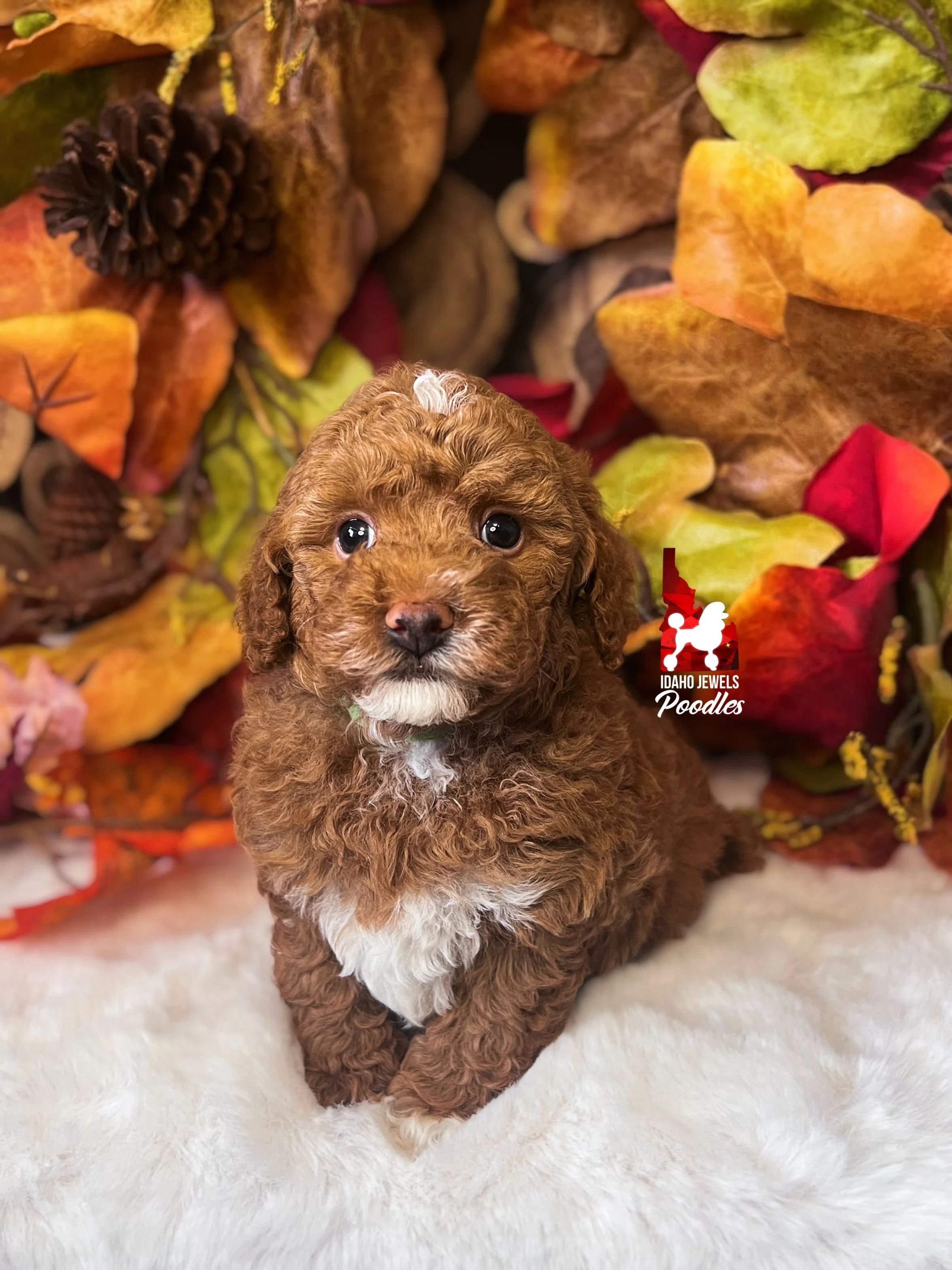 Rolo - 6 wks.jpg