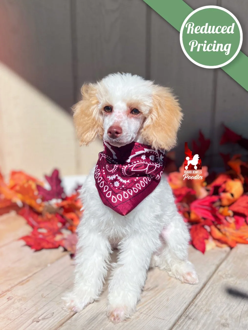 Jayden, Apricot/Cream Parti Mini Poodle Boy~ Pet